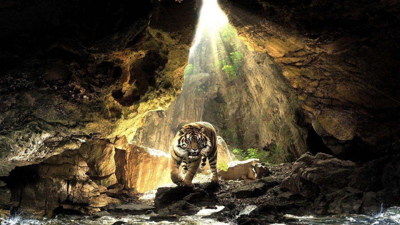 1280x720 Cave Wild Tiger Water Light wallpaper. Cave Wild Tiger Water