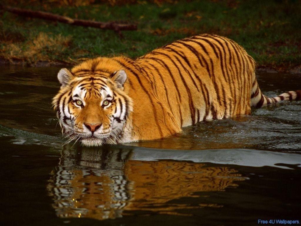 1024x768 wild animal picture. Tiger Animals Wallpaper 2785494