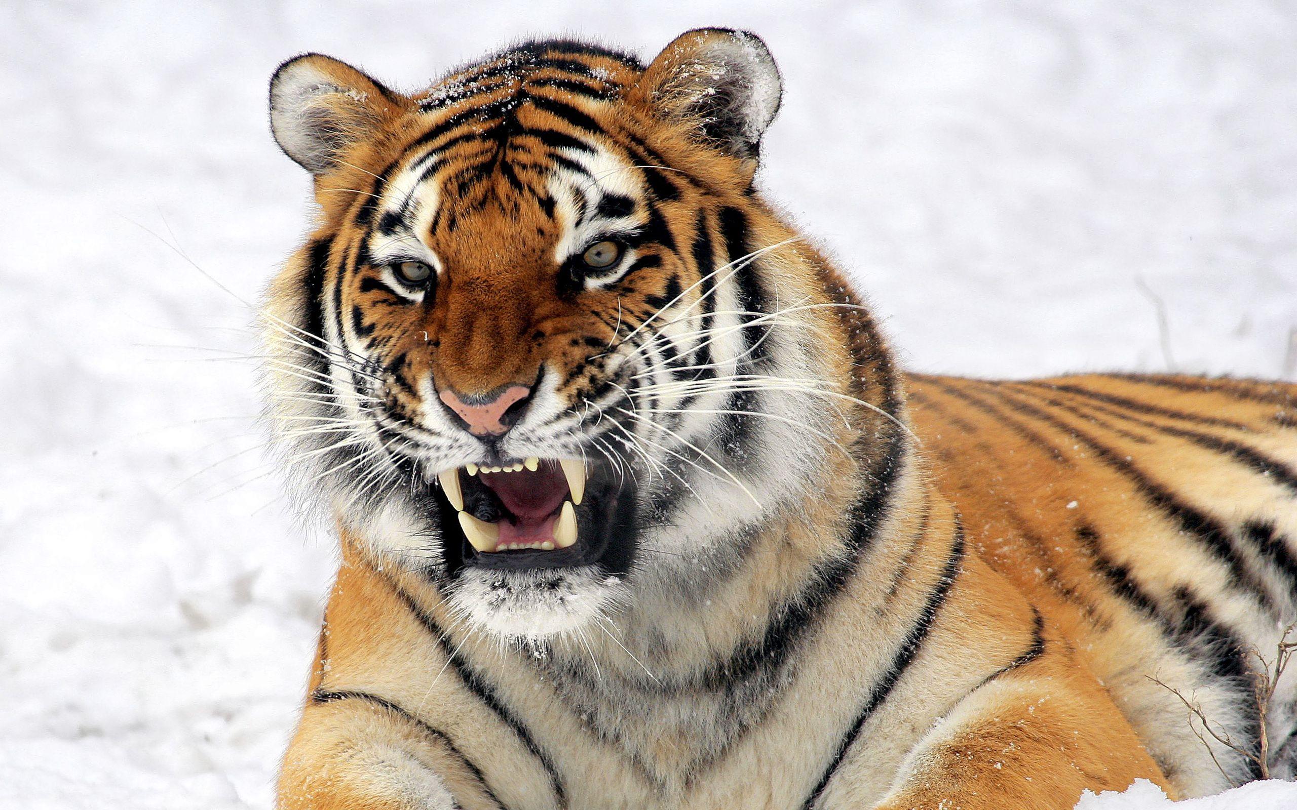 2560x1600 Wild Tiger Predator Wallpaper