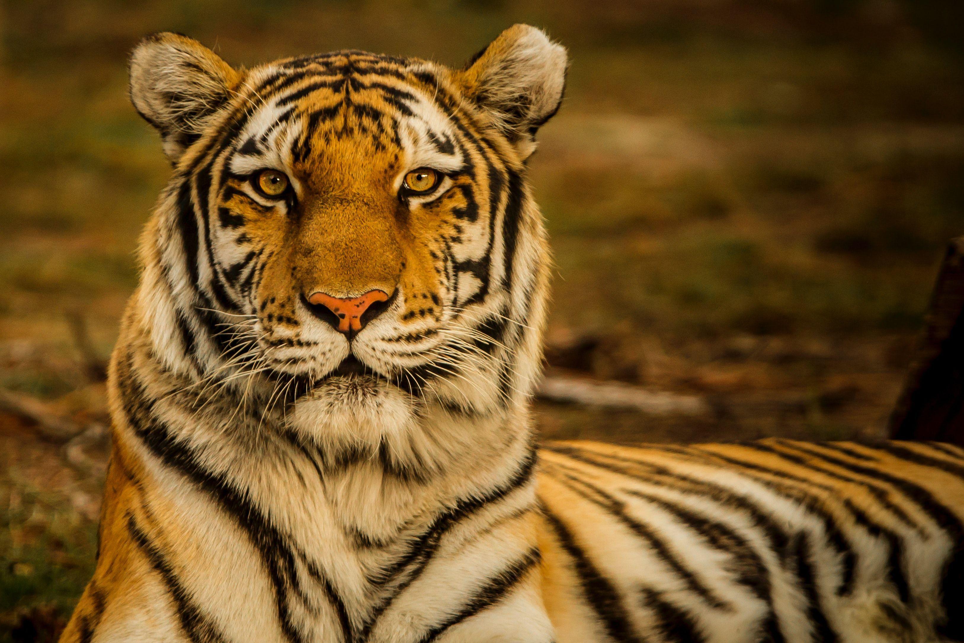 Bengal Tiger Wallpapers - Top Free Bengal Tiger Backgrounds ...