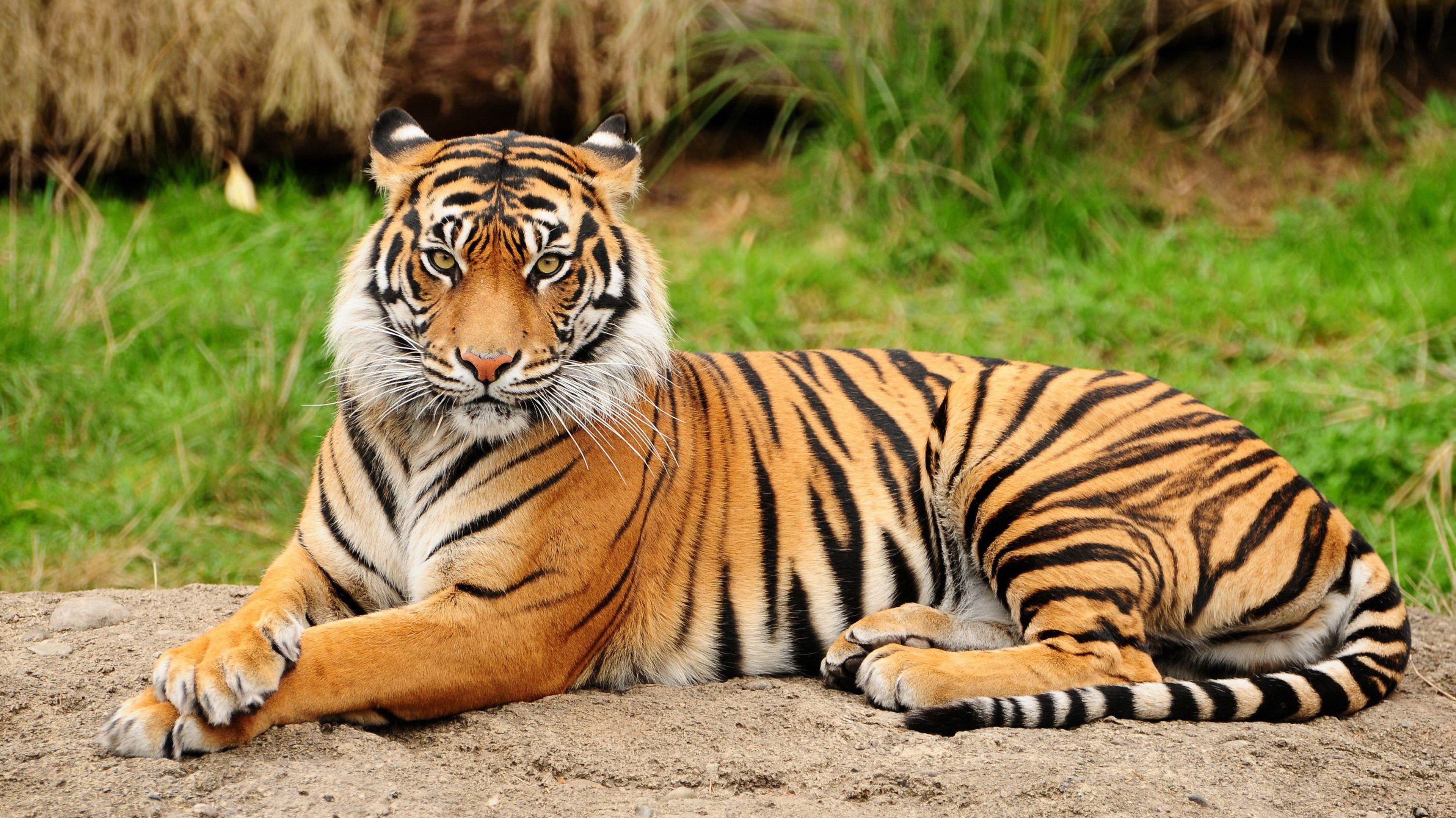 3840x2160 wild tiger wallpaper HD. Tiger wallpaper 4k, tiger image HD