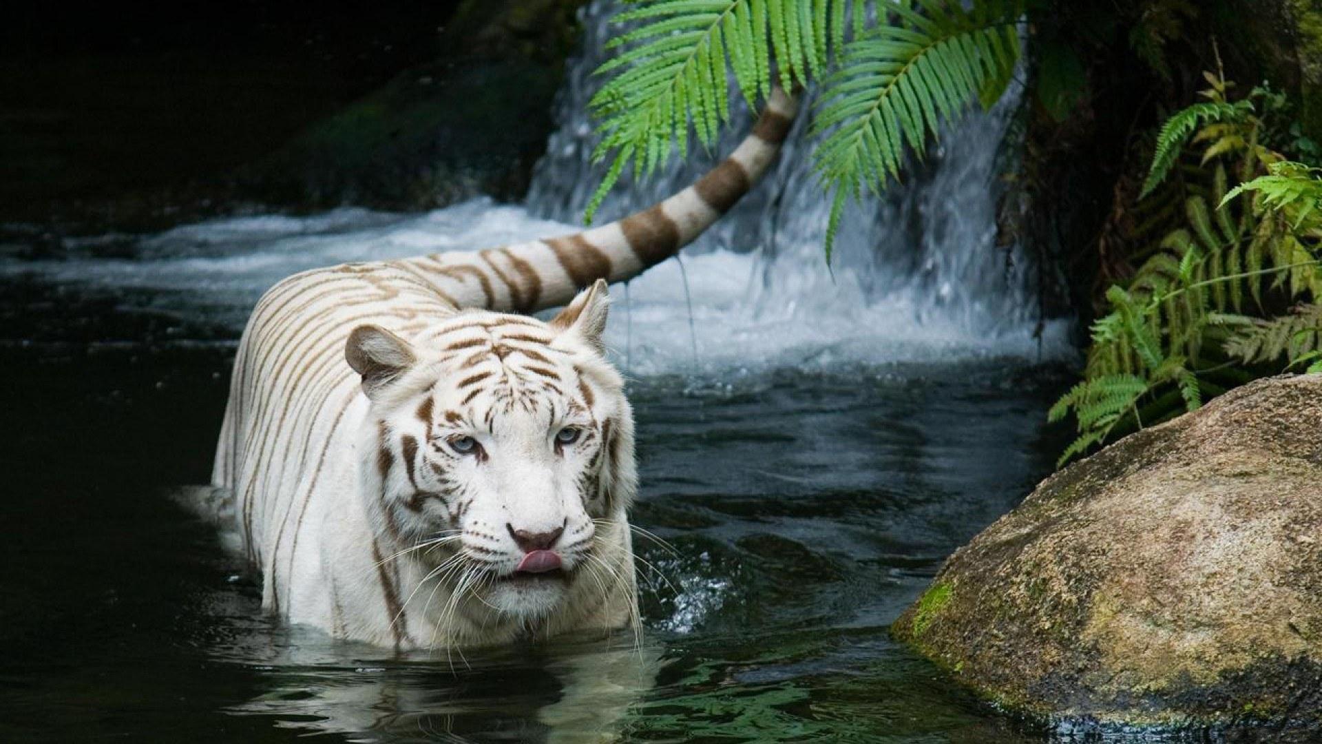 1920x1080 Wild Tiger Wallpaper 6214