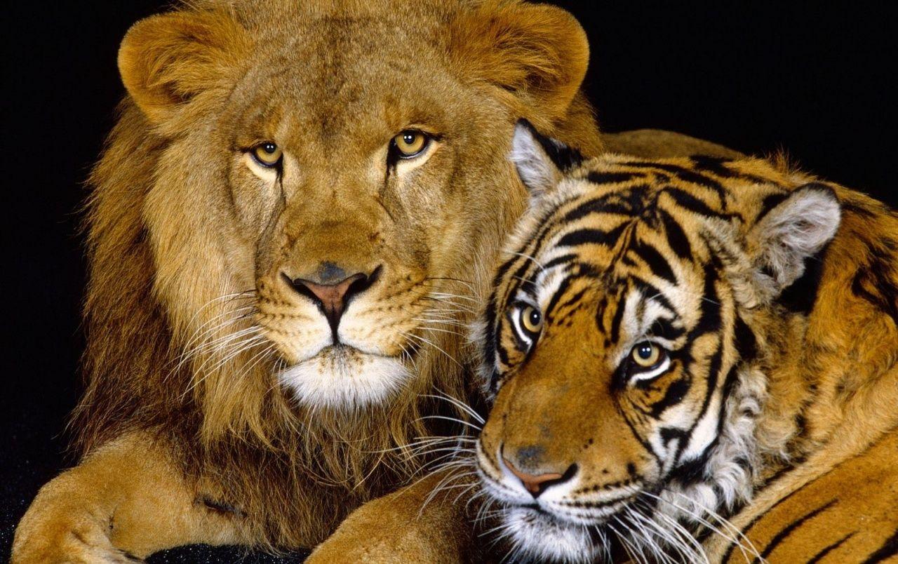 1280x804 Lion and tiger wallpaper. Lion and tiger