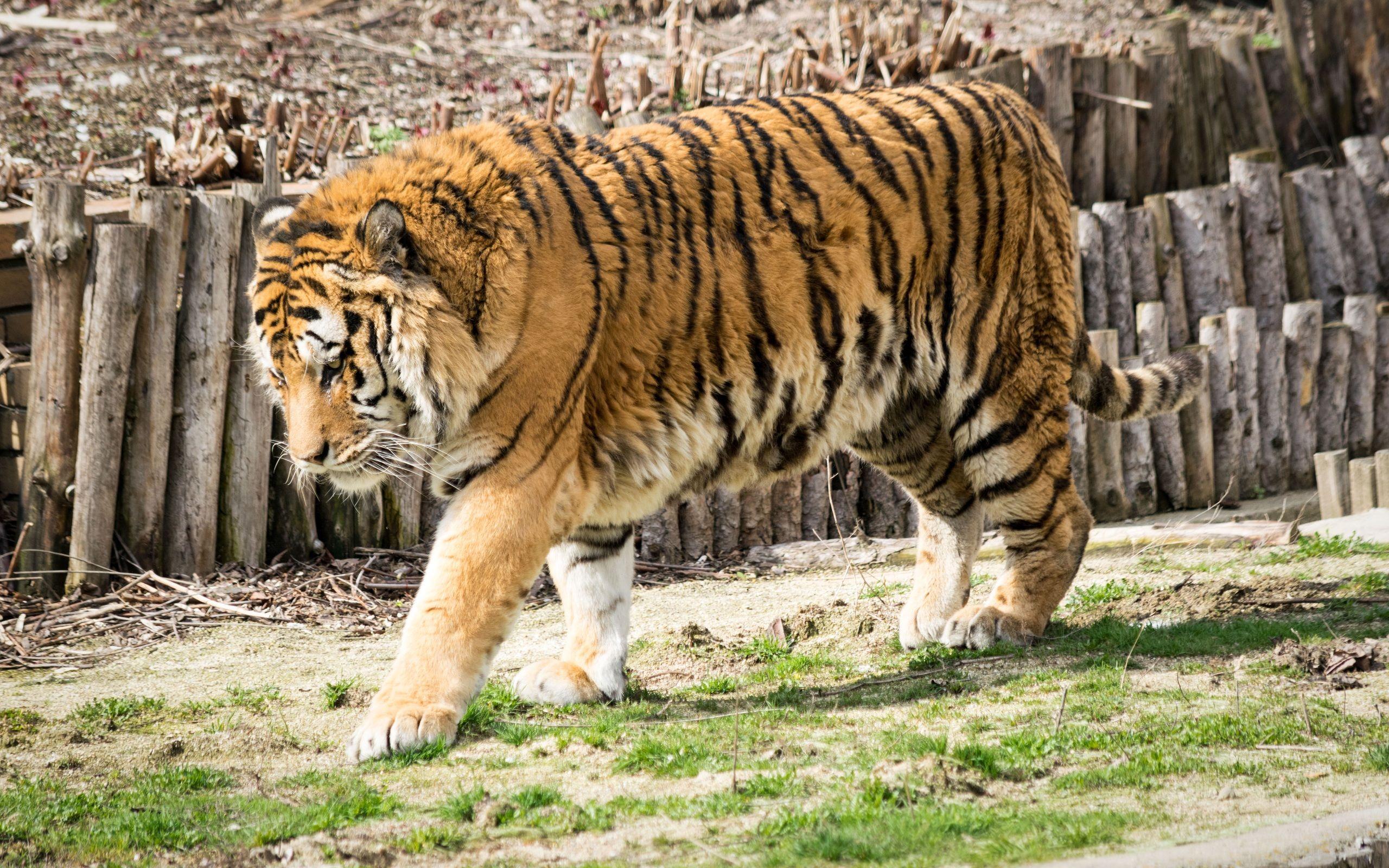 2560x1600 Wild Tiger In Zoo 5k 2560x1600 Resolution HD 4k