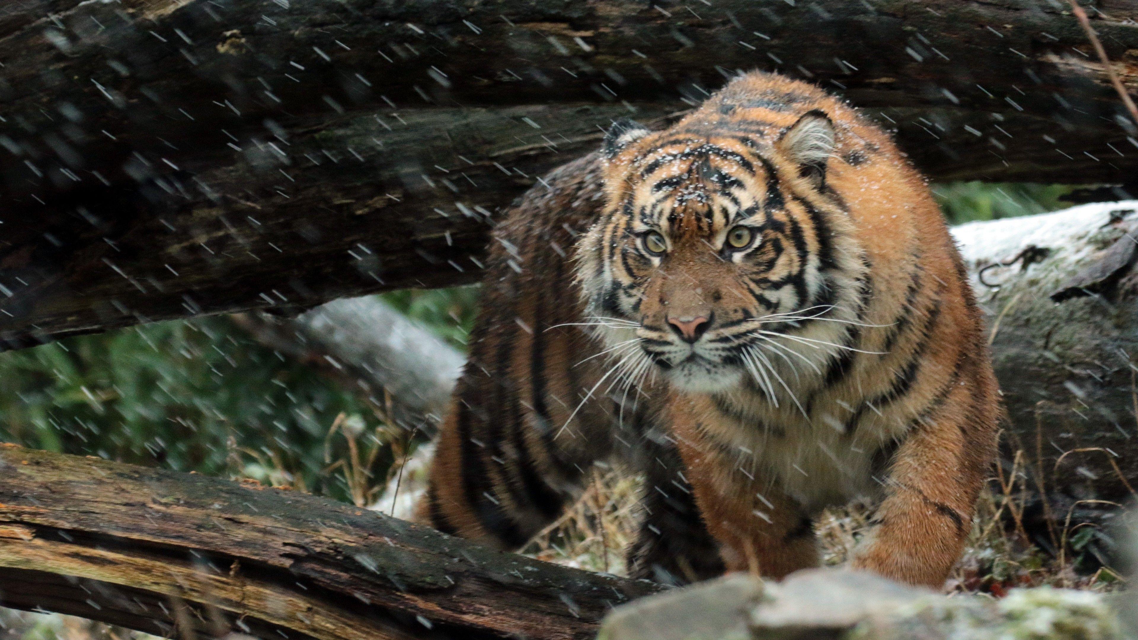 3840x2160 Wallpaper Sumatran tiger, Wild tiger, 4K, Animals