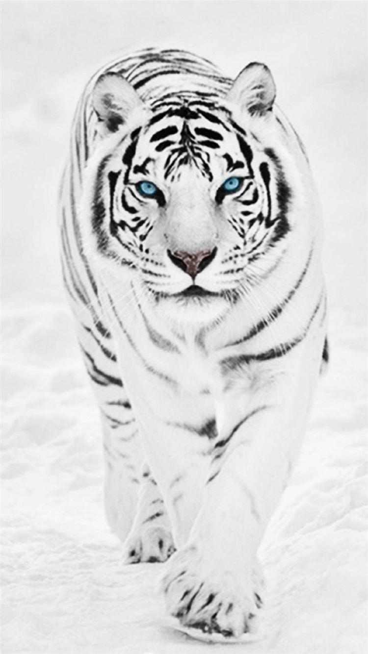 750x1334 White Wild Tiger Animal Retina iPhone 8 Wallpaper Free Download