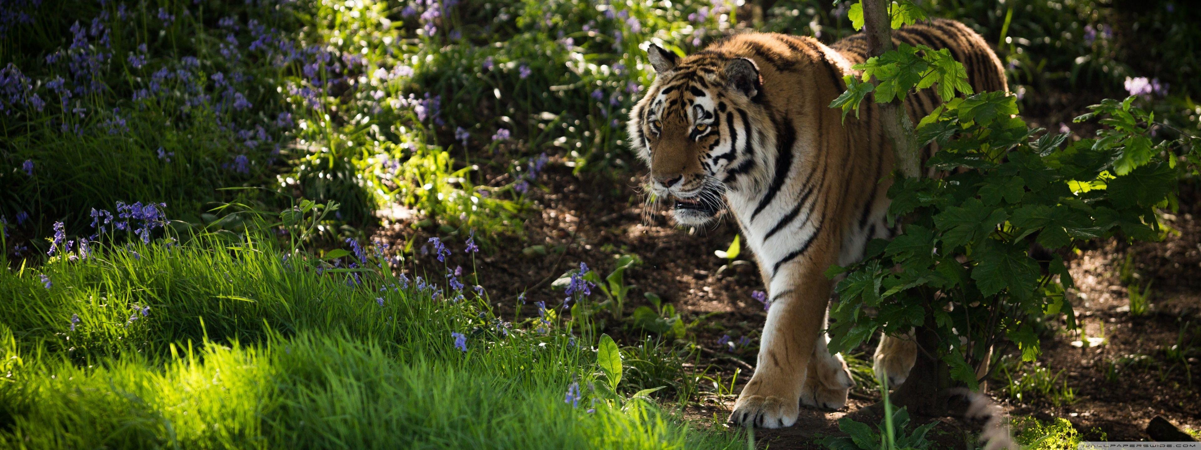 3840x1440 Wild Tiger Animal Ultra HD Desktop Background Wallpaper for 4K UHD