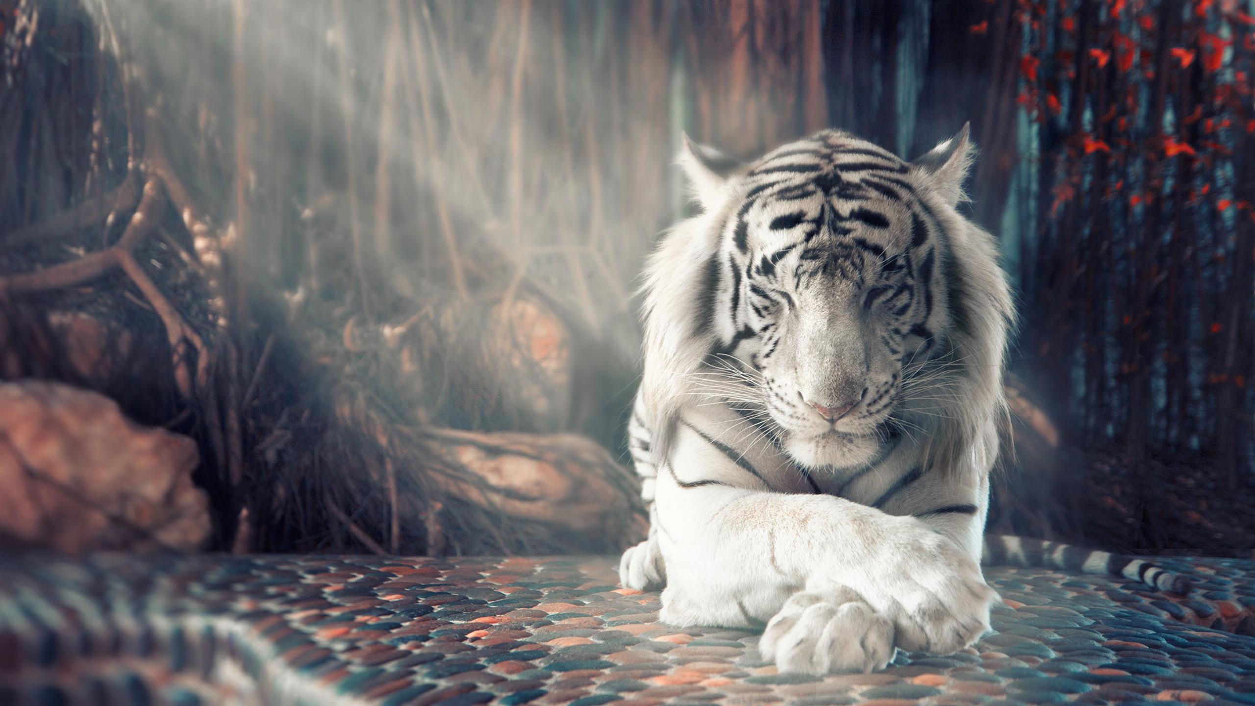 2560x1440 Best White Tiger Wallpaper iPhone 6 Image Collection 6