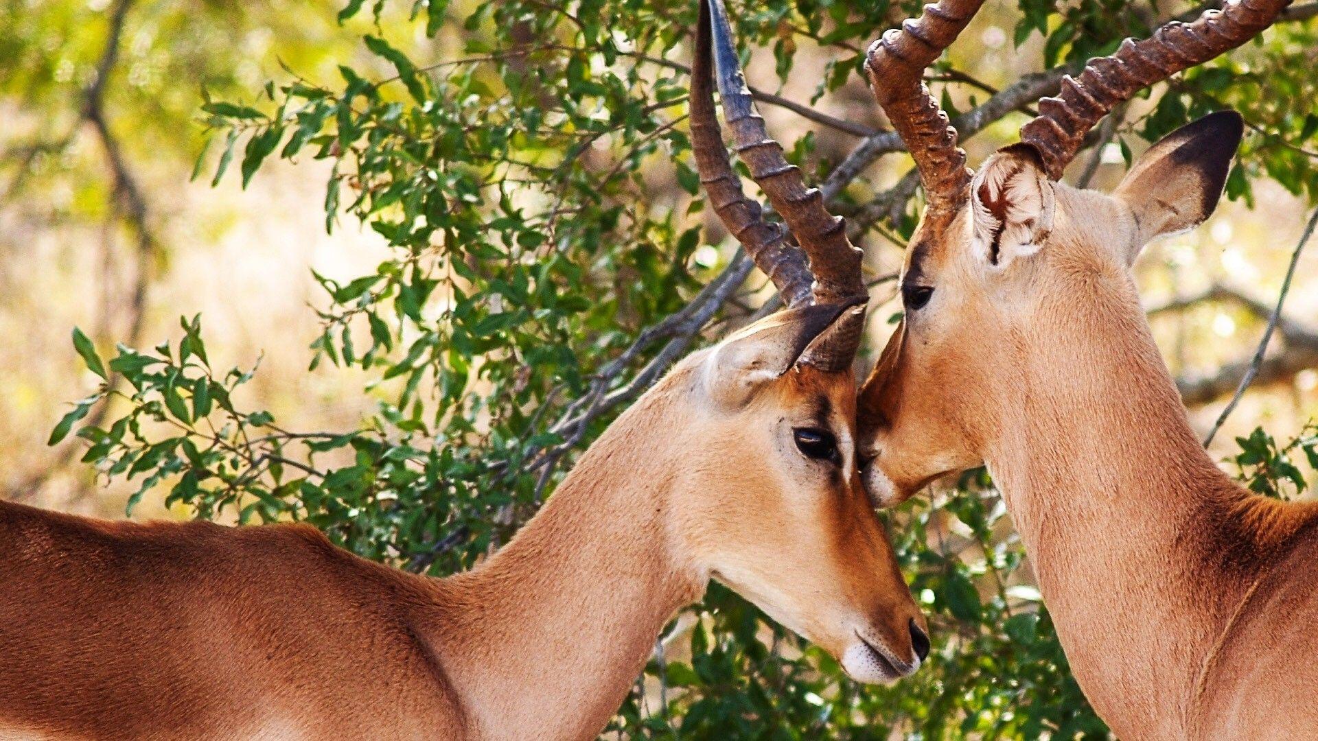 Mountain Gazelle Wallpapers - Top Free Mountain Gazelle Backgrounds