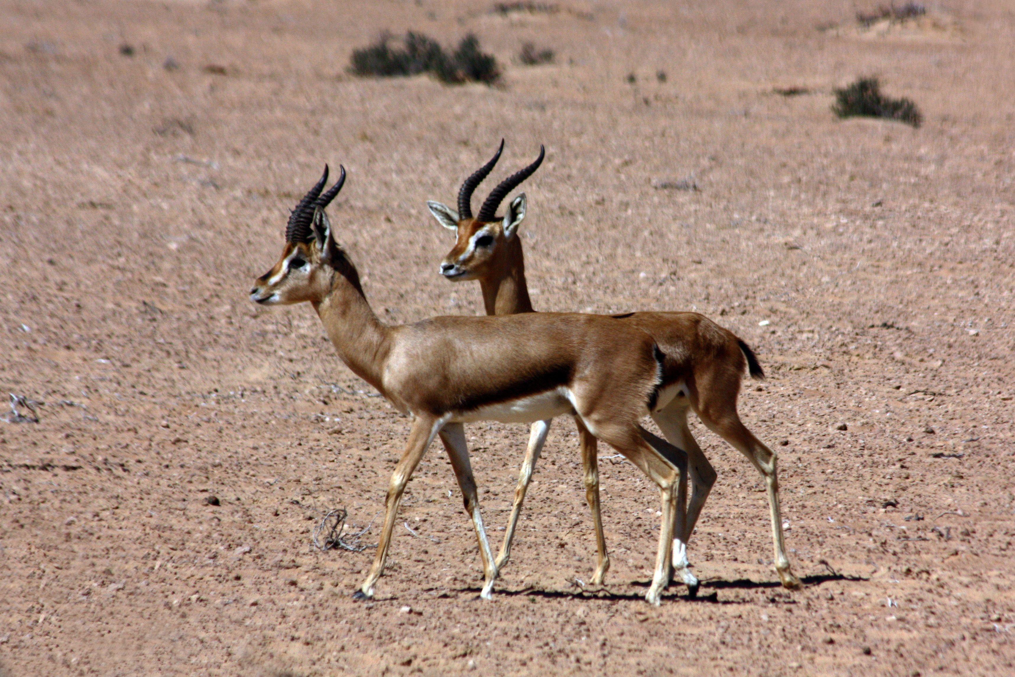 3434x2290 The Mountain Gazelle