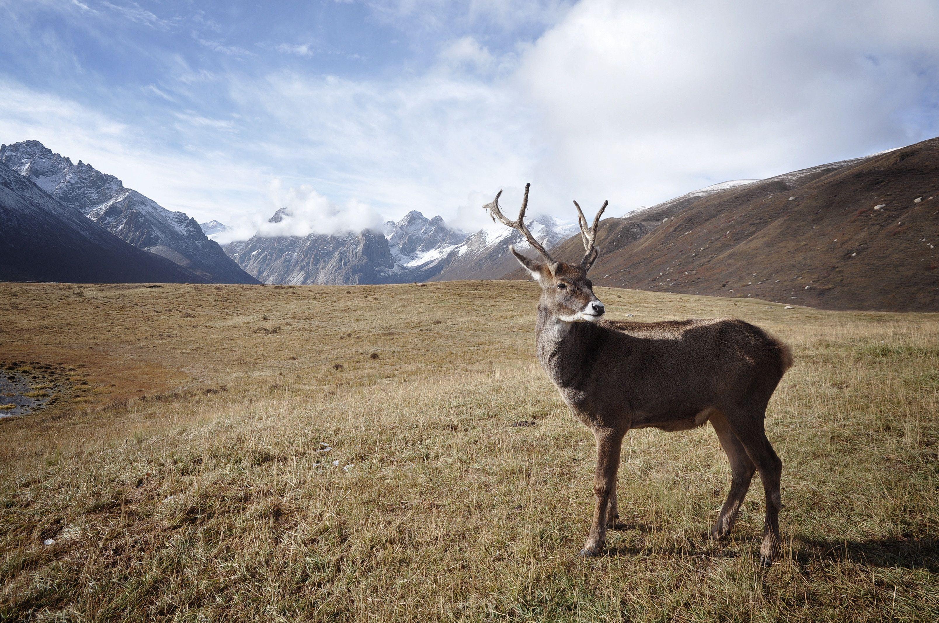 3216x2136 3216x2136 #field, #impala, #animal, #landscape, #wildlife