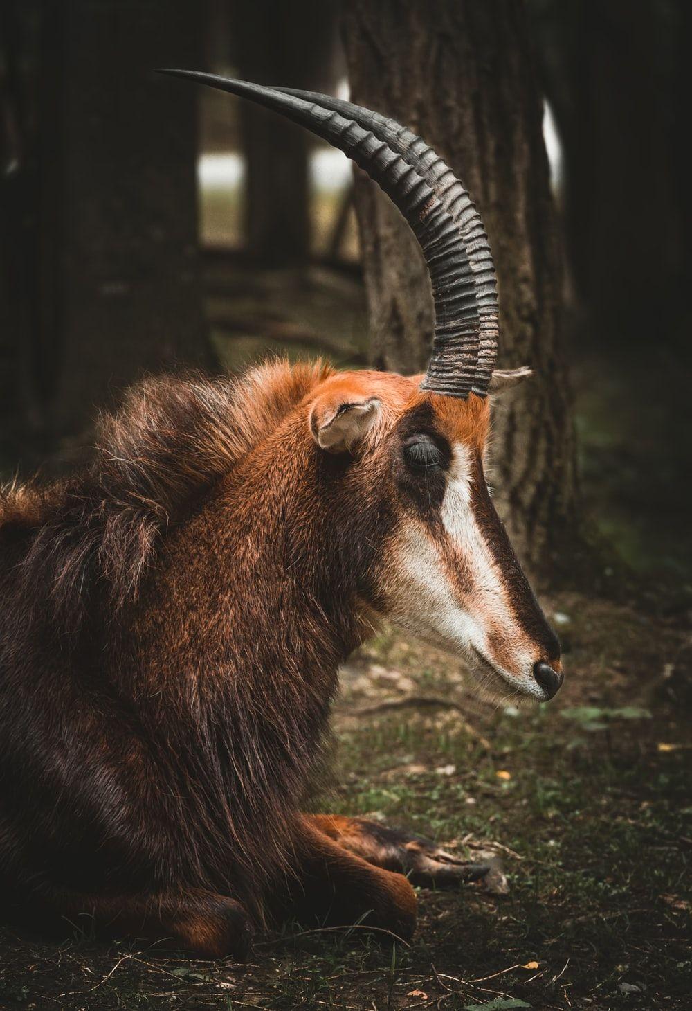 1000x1460 Ibex Picture. Download Free Image
