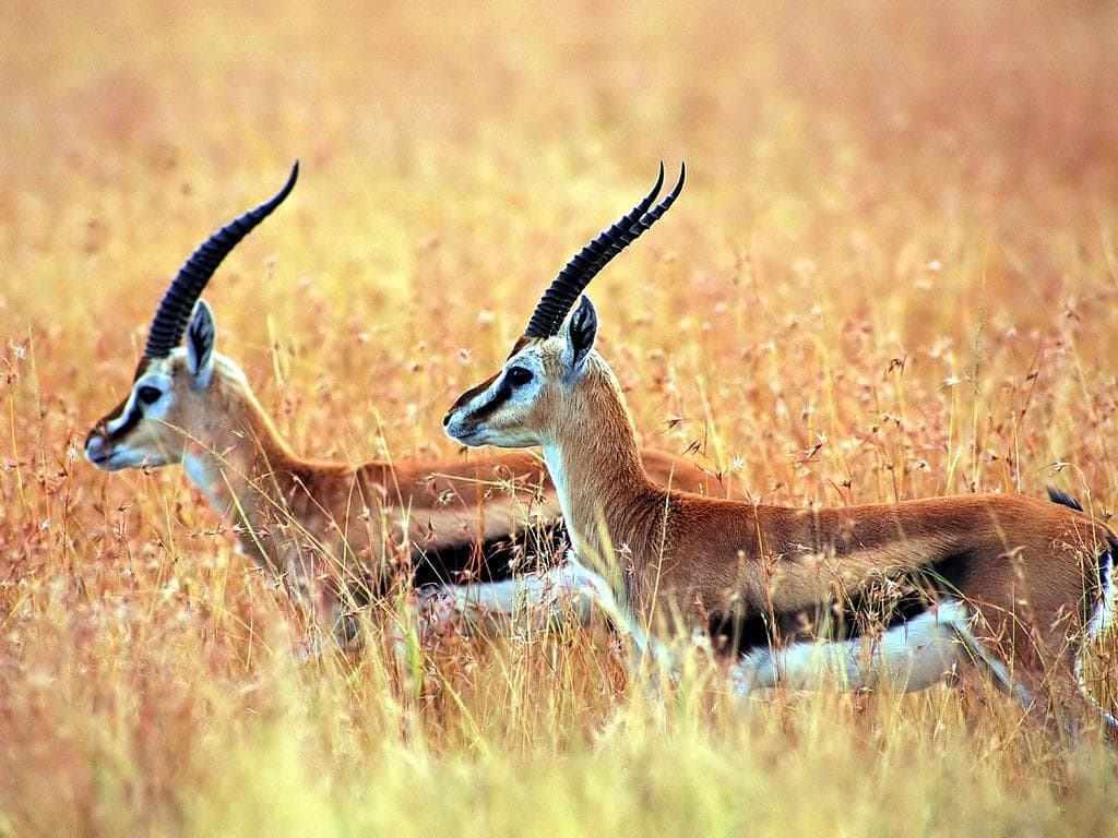 1024x768 Springbok HD