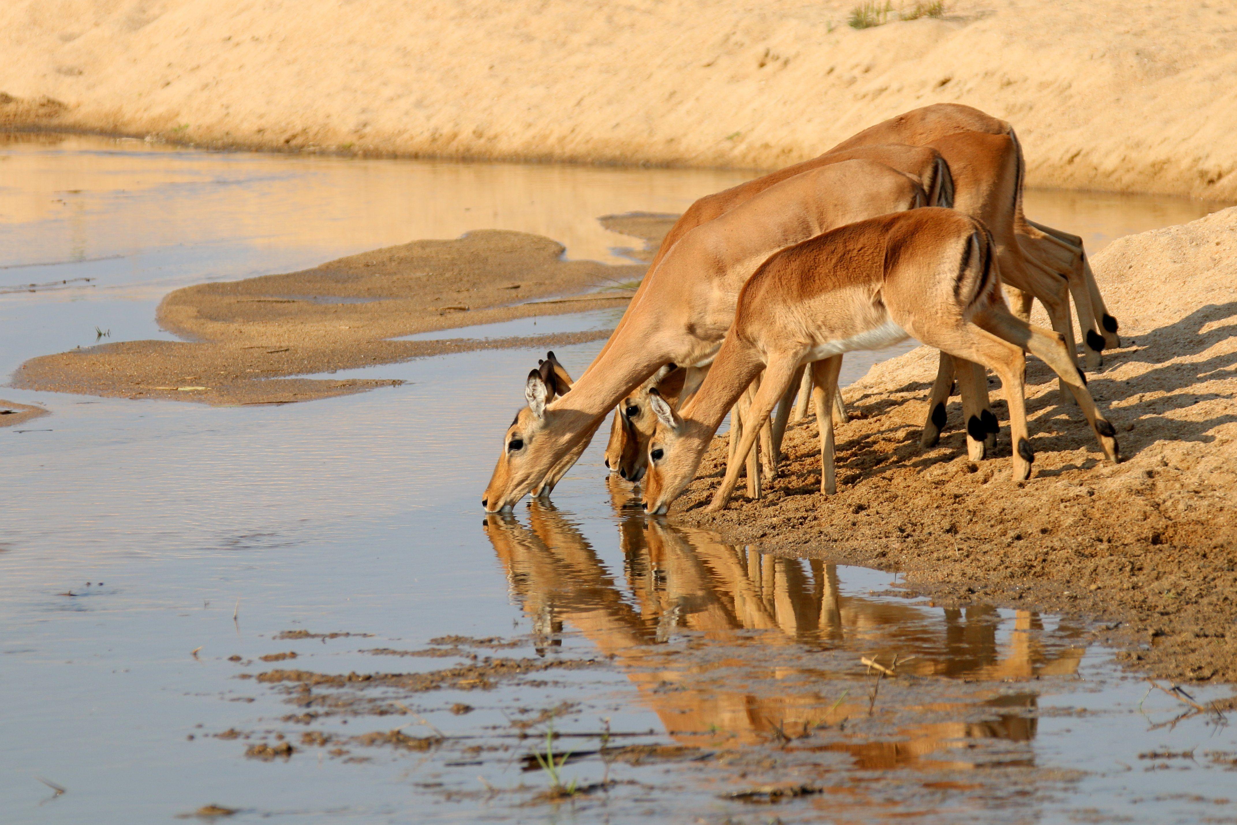 4286x2861 Female Gazelle drinking from a waterhole in Africa 4k Ultra HD