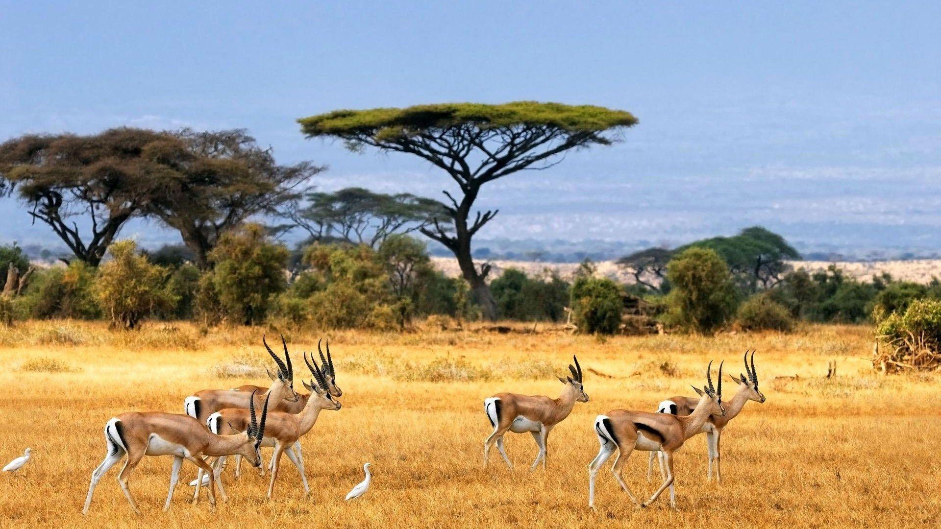 1920x1080 Africa, Gazelle HD Wallpaper & Background • 493 • Wallur