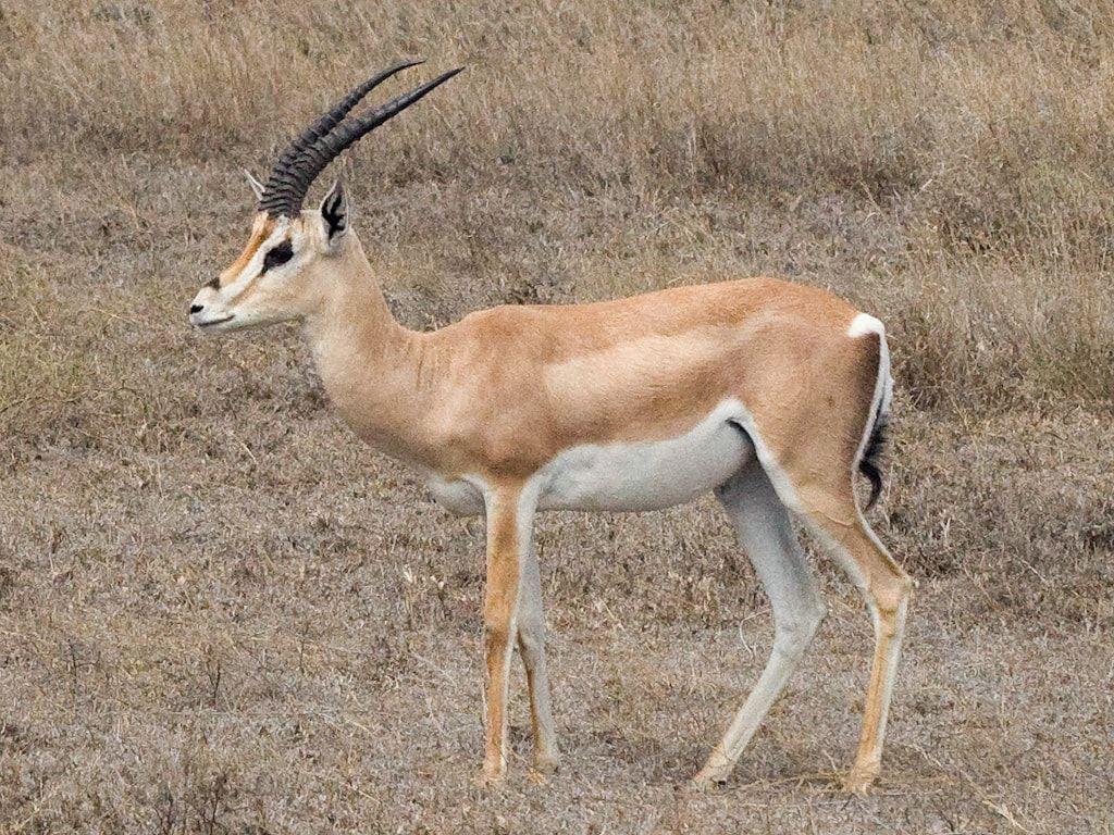 Mountain Gazelle Wallpapers Top Free Mountain Gazelle Backgrounds WallpaperAccess