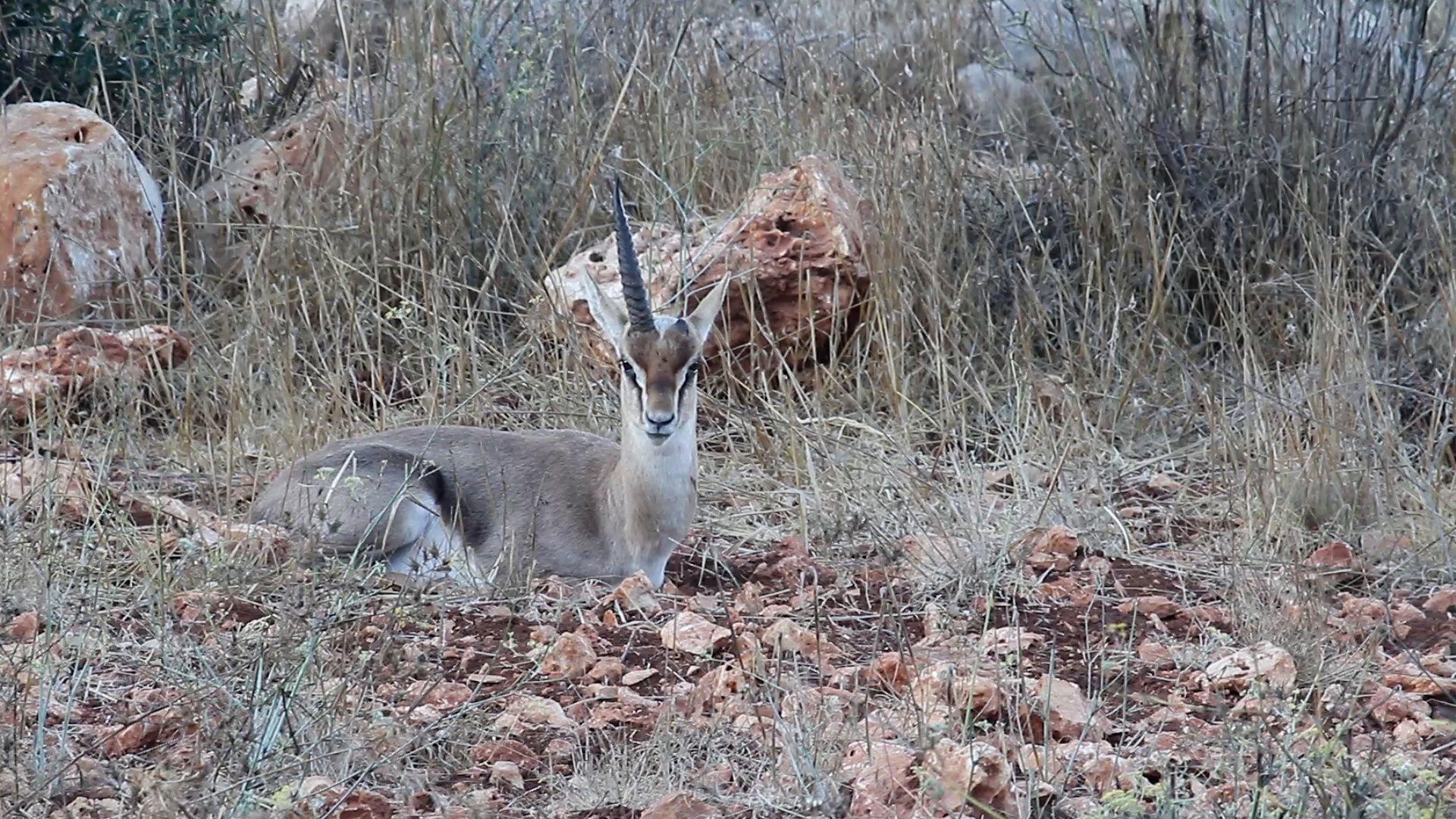 1920x1080 Israeli mountain gazelle unicorn feeding Video