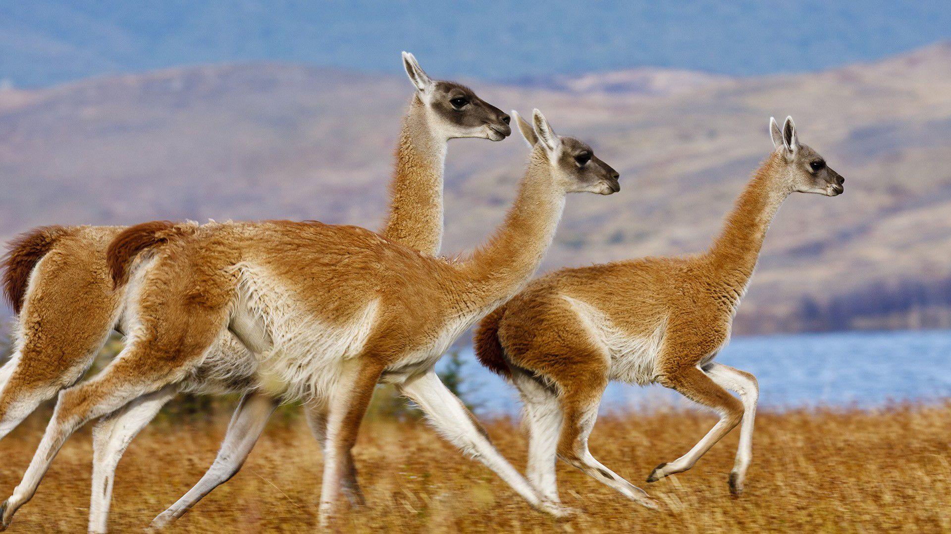 1920x1080 Llama HD Wallpaper