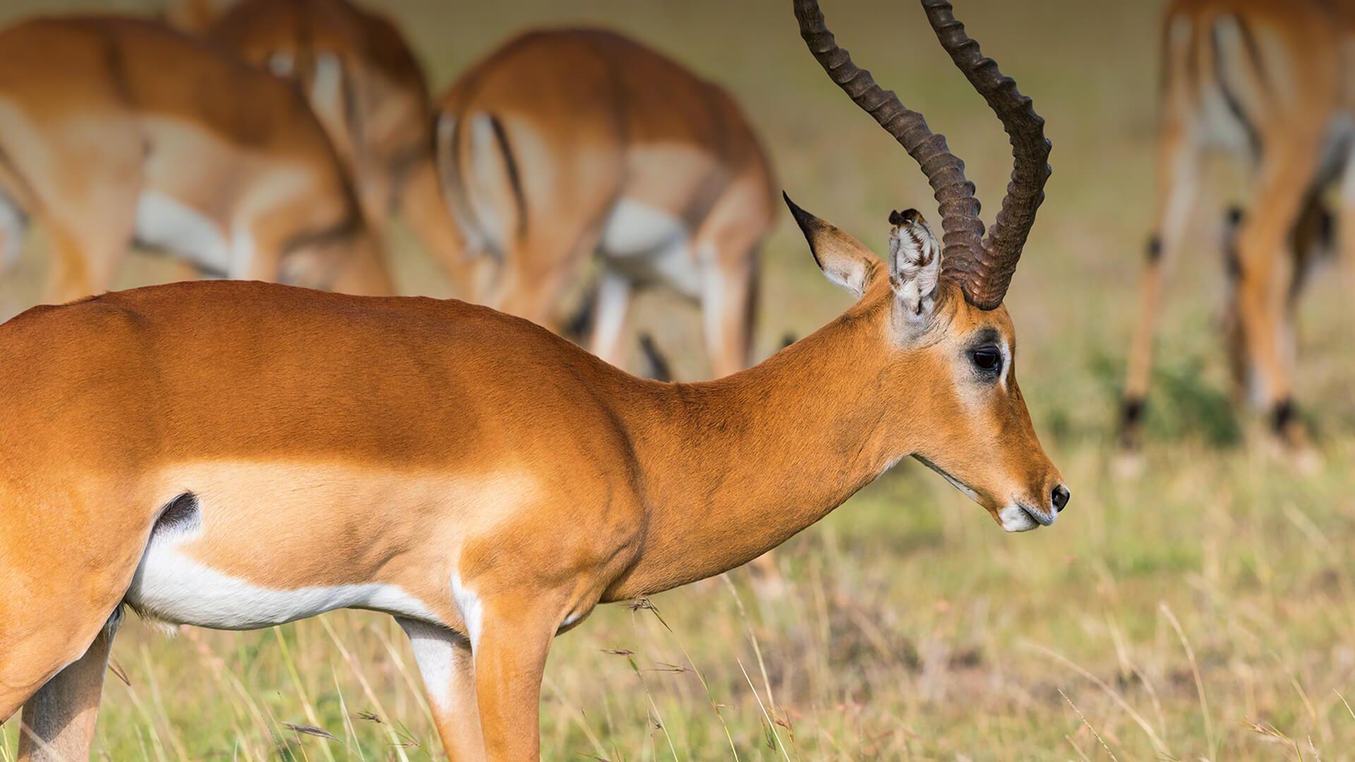 1920x1080 Antelope. San Diego Zoo Animals & Plants
