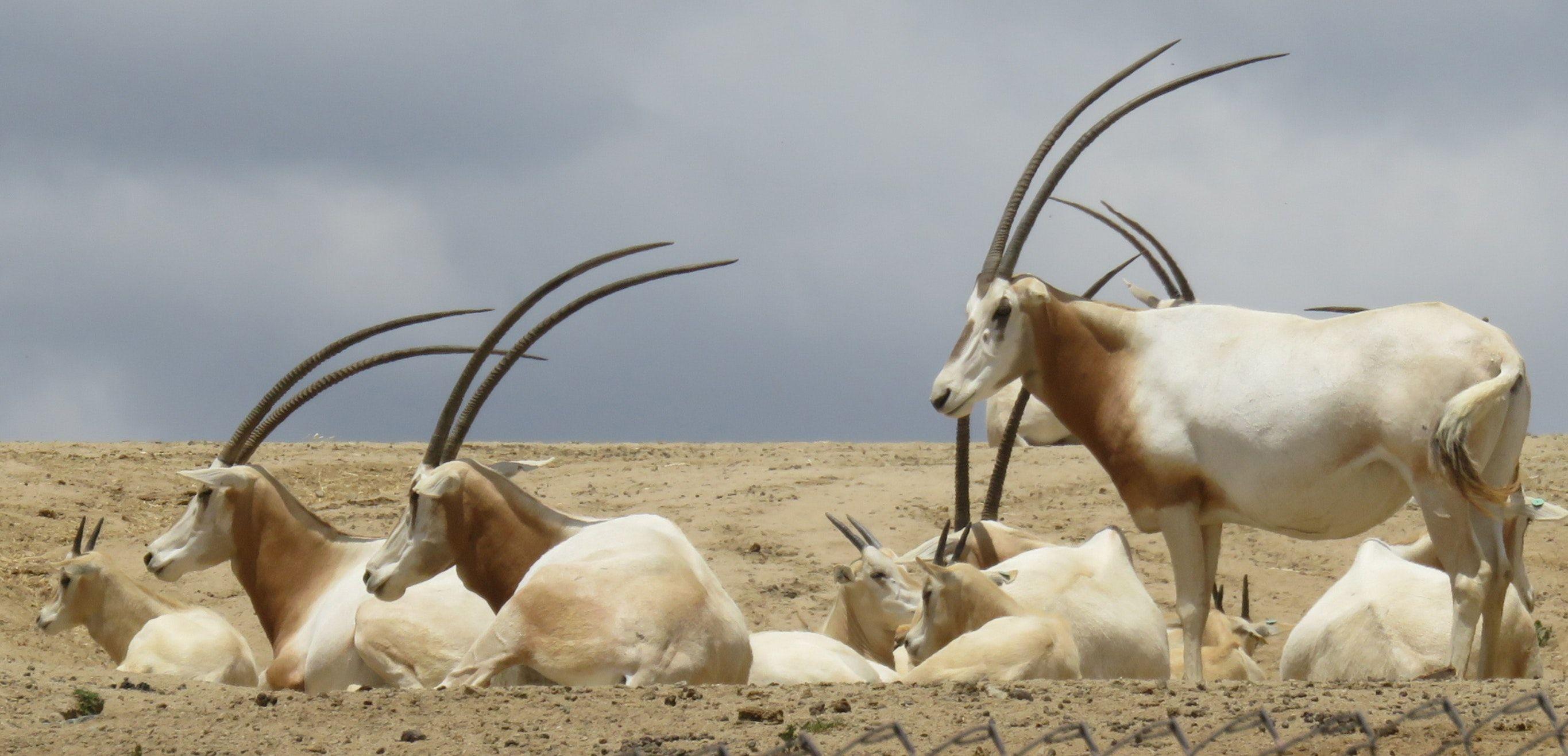 2730x1316 Free of africa, animal, antelope