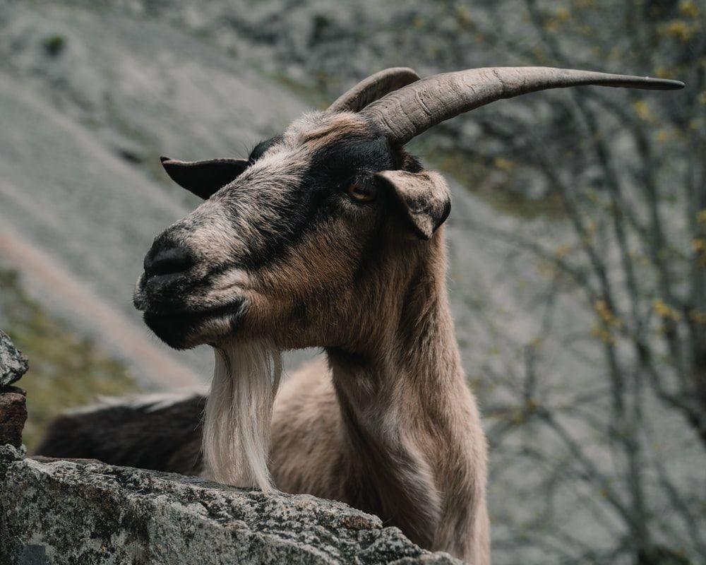 1000x800 Animal With Horns Picture. Download Free Image