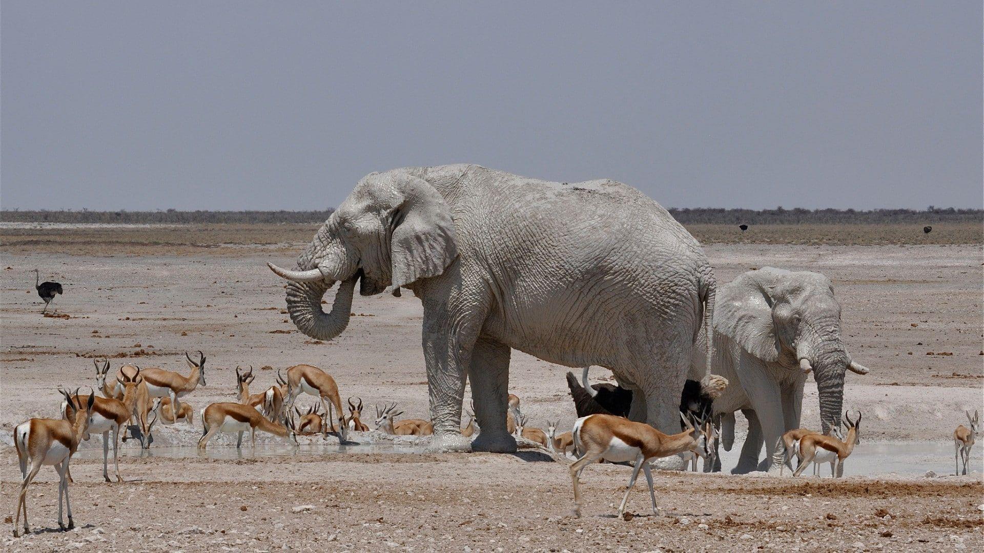 1920x1080 Africa, animals, Clear Sky, Elephants, Gazelle, Horizon, landscape