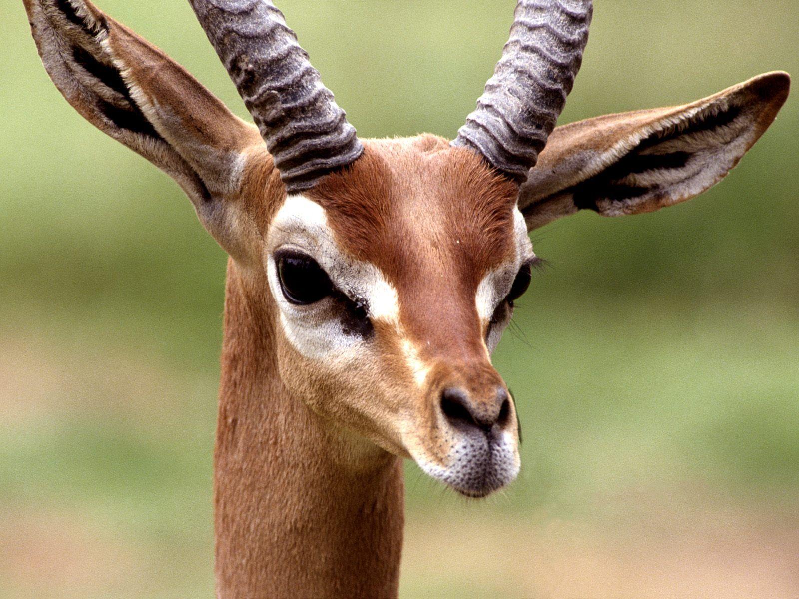 1600x1200 Gerenuk Wallpaper. Gerenuk Wallpaper