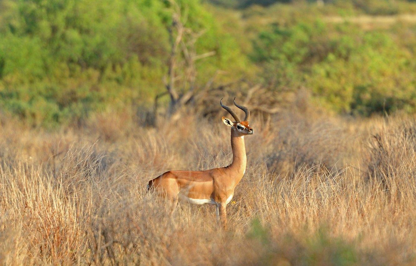 1332x850 Wallpaper Africa, Kenya, gerenuk, giraffidae Gazelle image