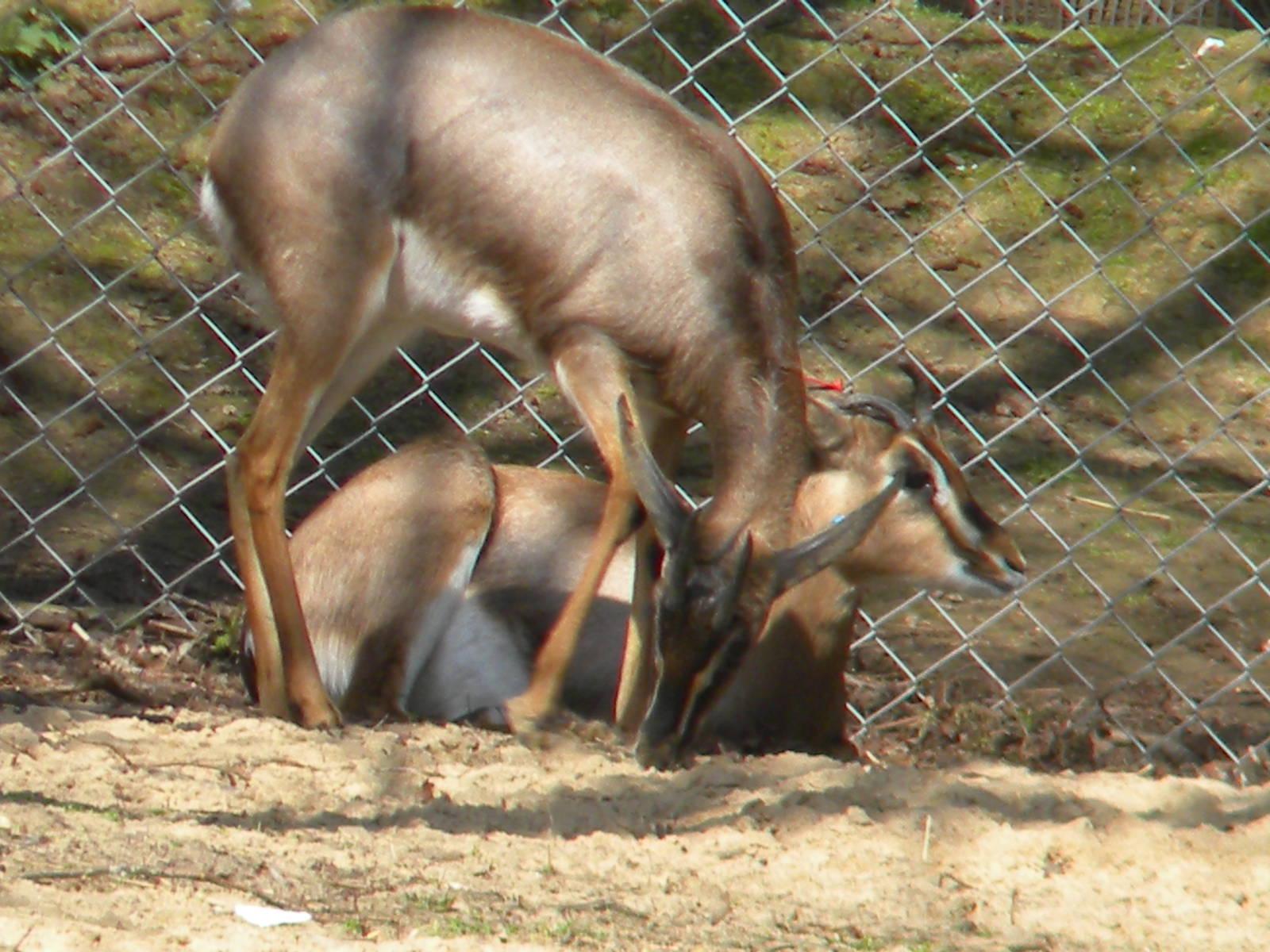 1600x1200 Mountain Gazelle at Blackpool Zoo 10th April 2011