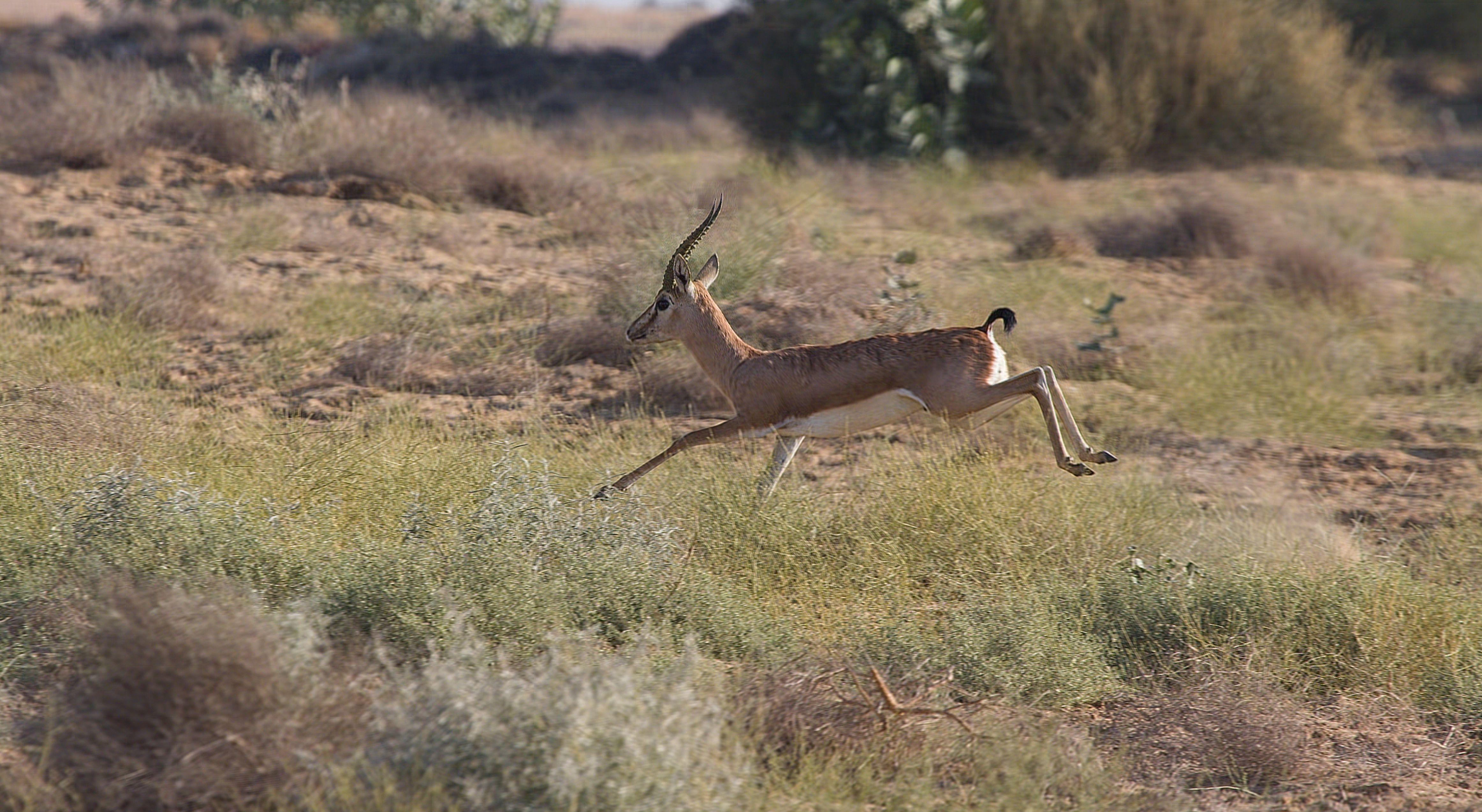 4648x2547 Chinkara