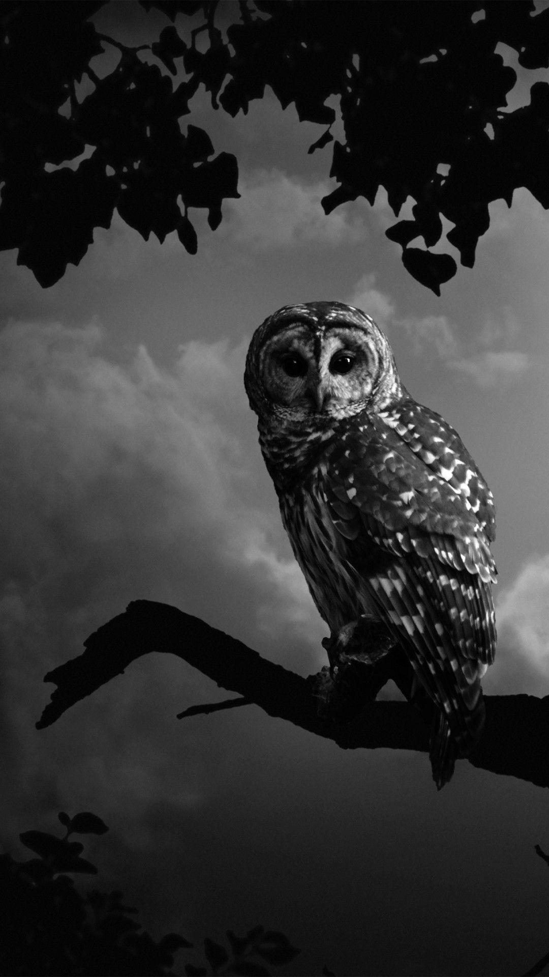 1080x1920 Owl Wallpaper