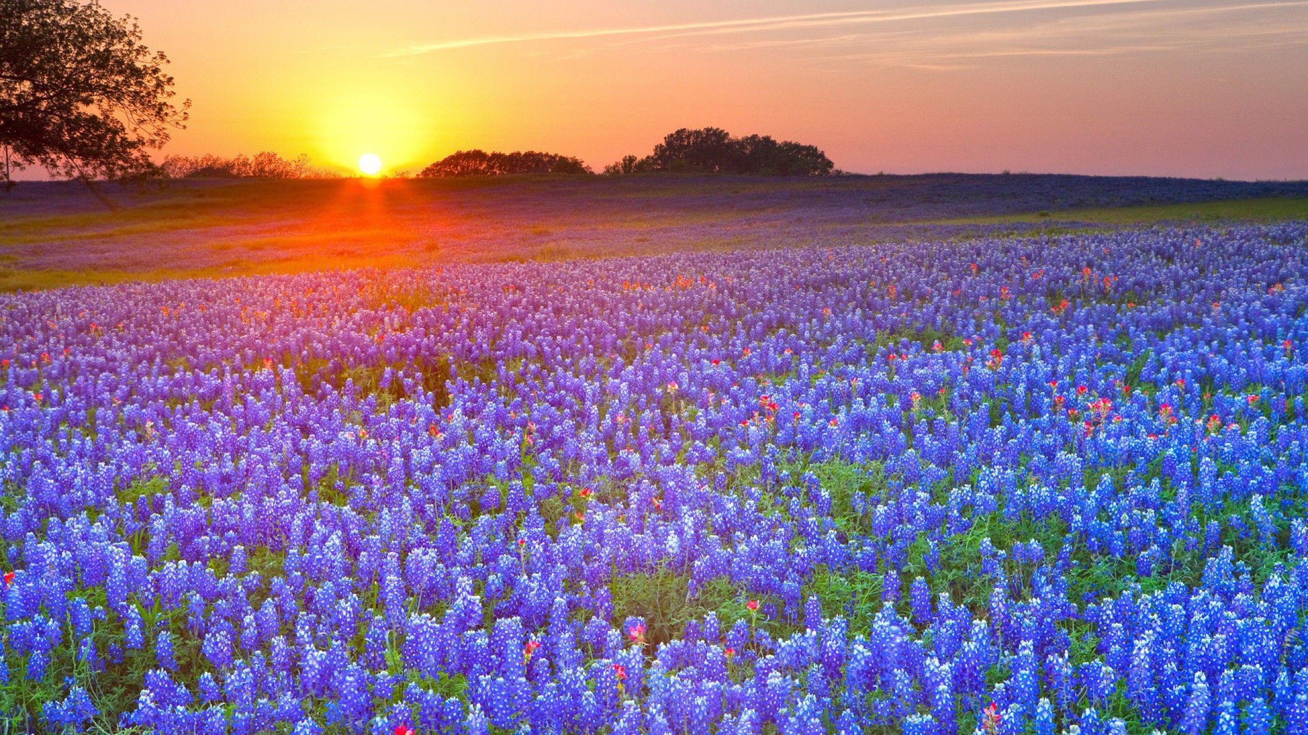 2560x1440 Texas flag wallpaper free cool HD wallpaper for HD Wallpaper