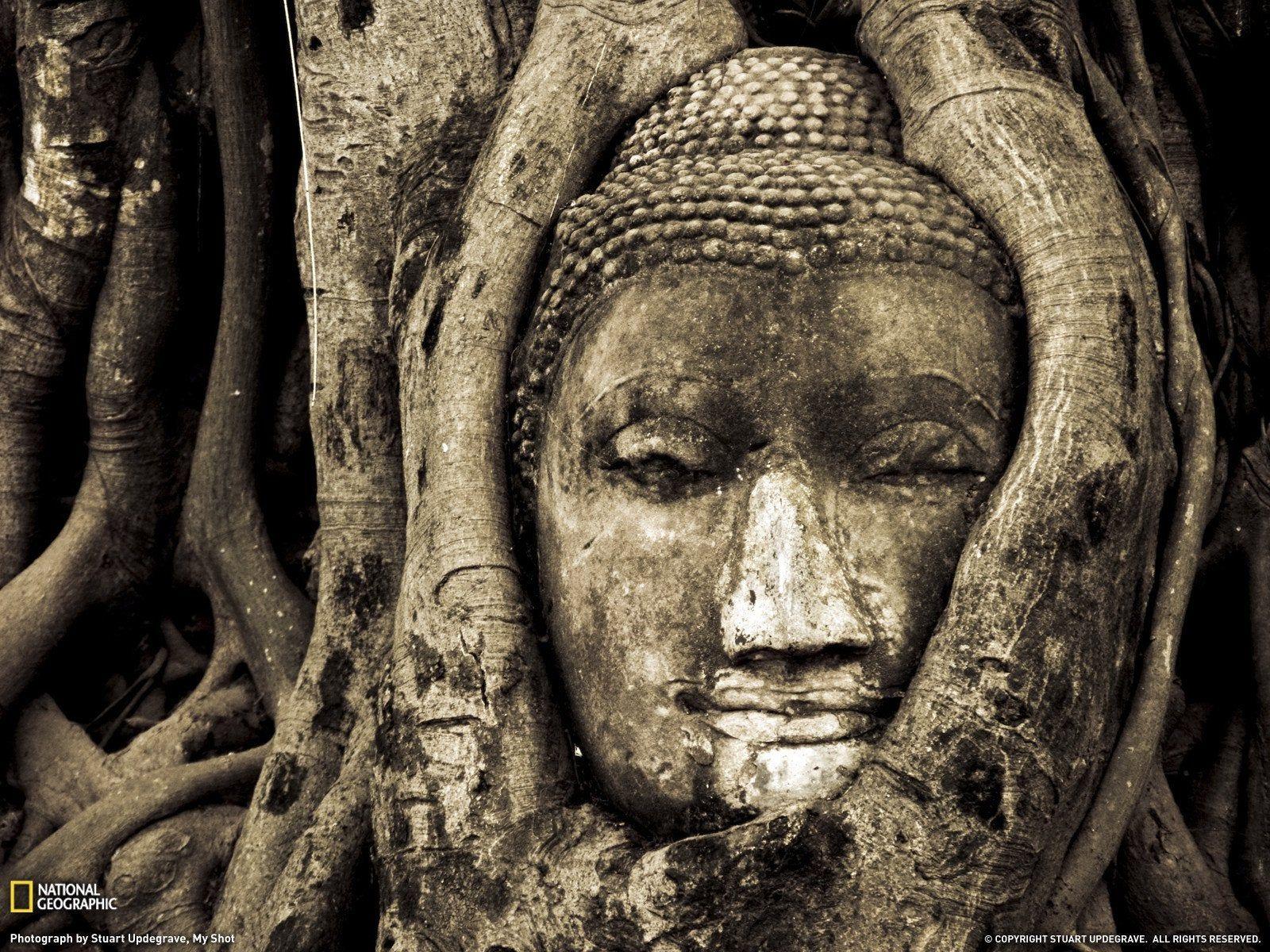 1600x1200 Buddha Head in the Ruins of Wat Mahatat, Vietnam [1600x1200]