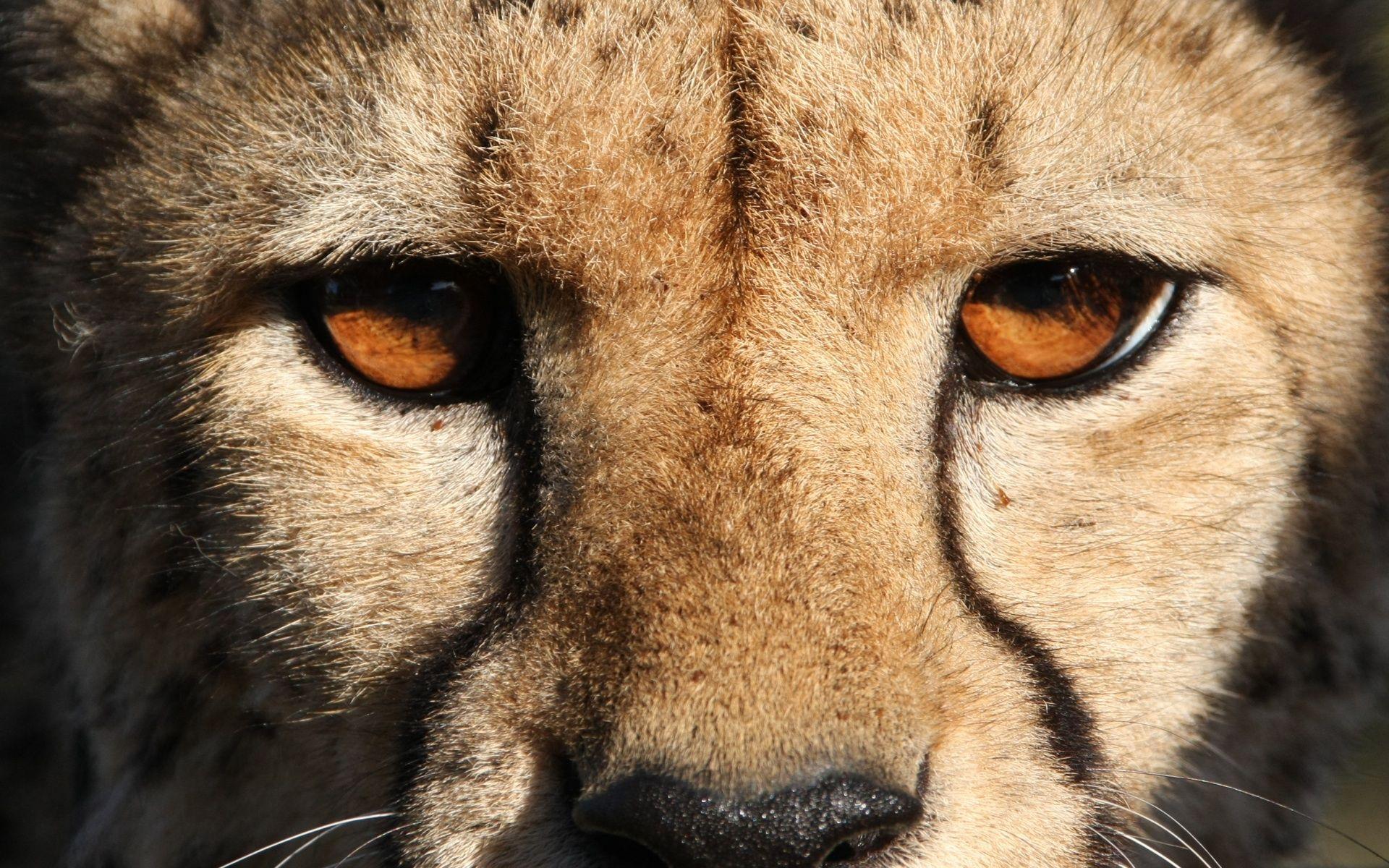 Cheetah Eyes Wallpapers - Top Free Cheetah Eyes Backgrounds -  WallpaperAccess