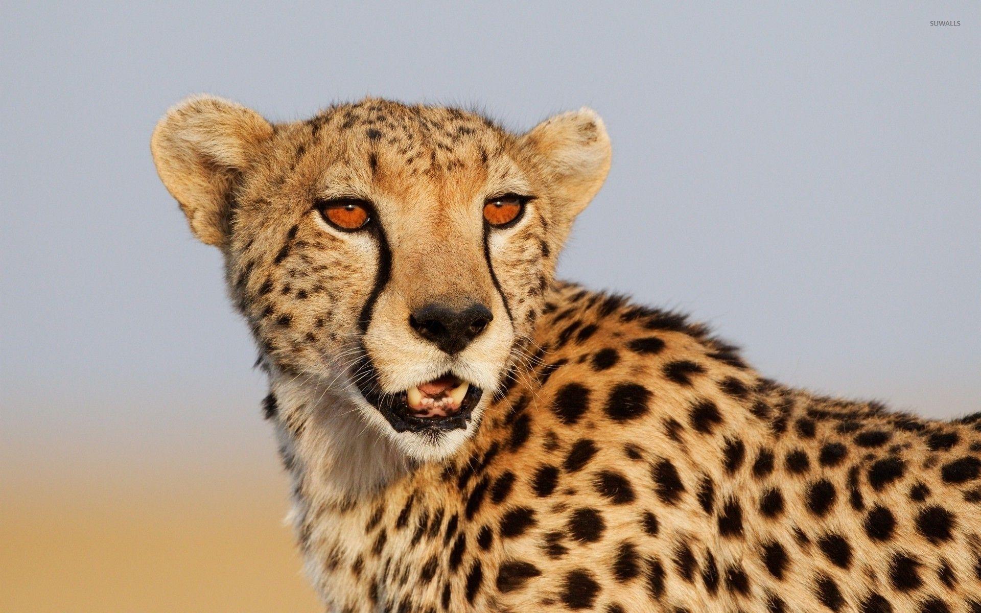 Cheetah Eyes Wallpapers - Top Free Cheetah Eyes Backgrounds ...