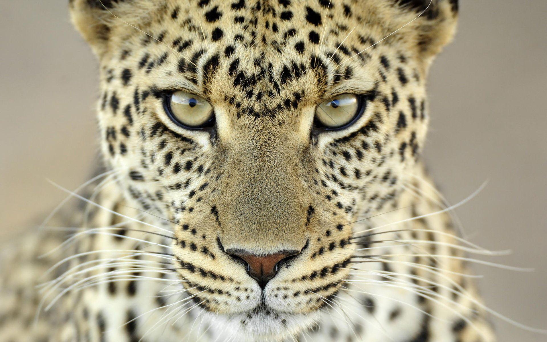 Blue Cheetah Wallpaper - Cheetah Eyes Wallpapers | exactwall