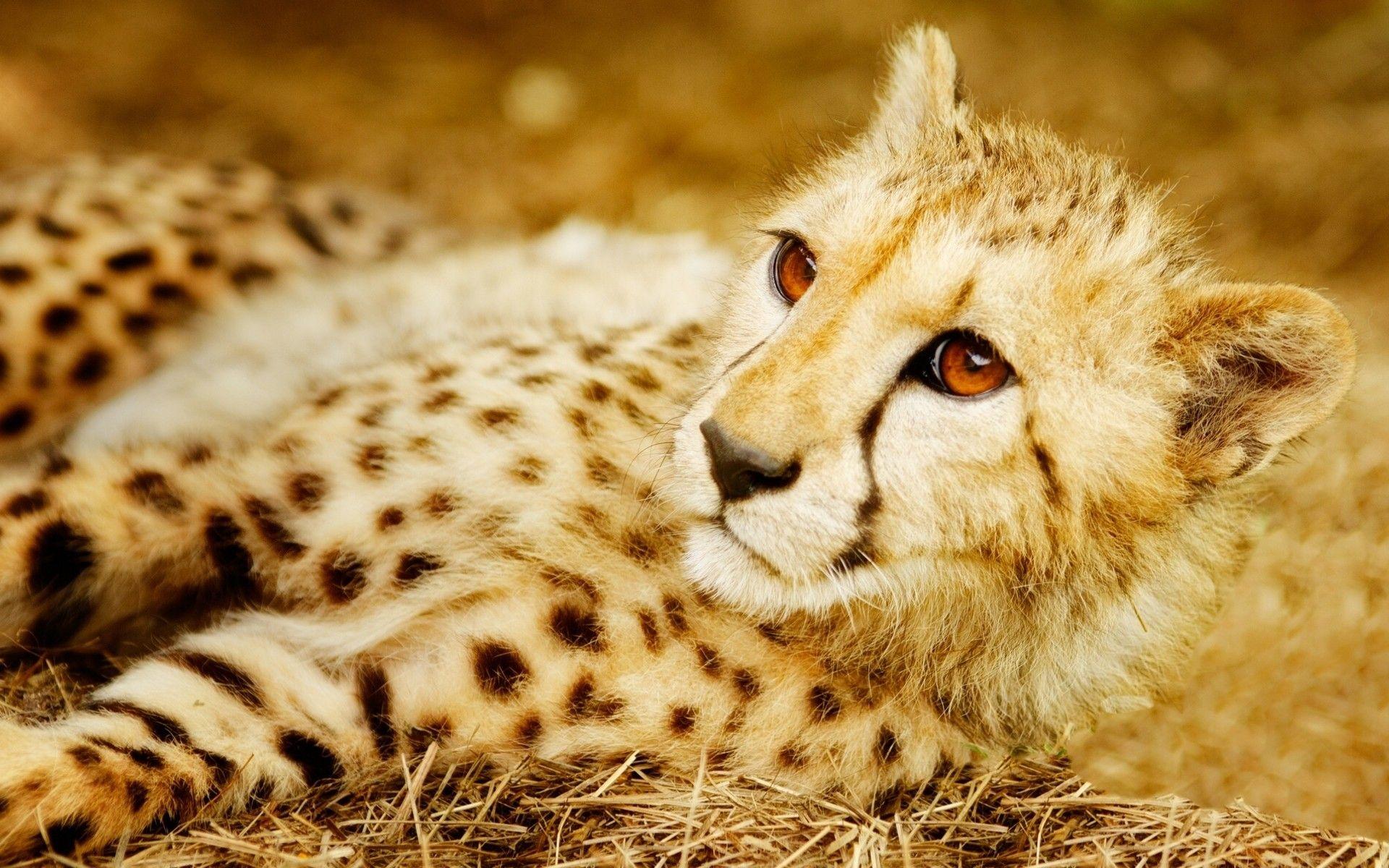 Cheetah Eyes Wallpapers - Top Free Cheetah Eyes Backgrounds ...