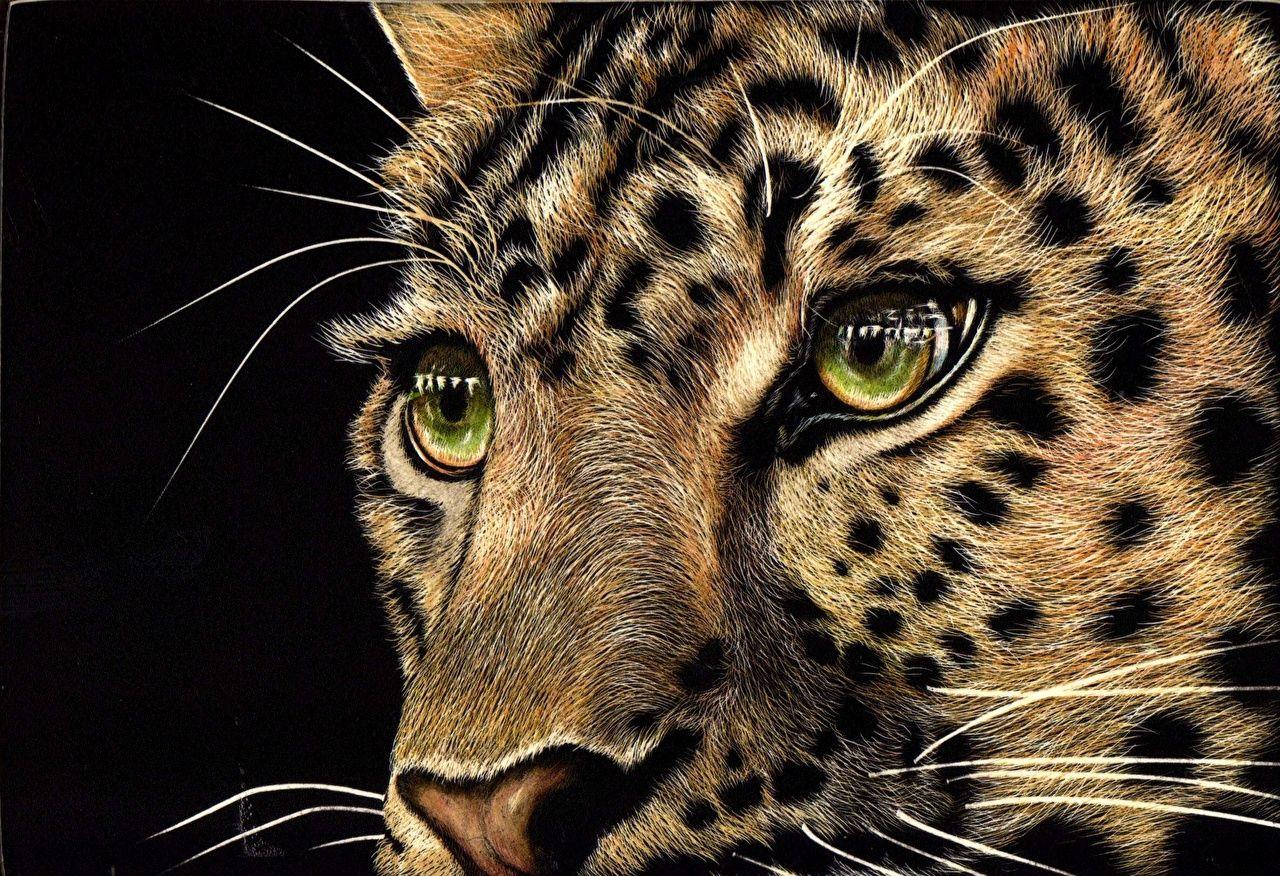 1280x876 Picture leopard Big cats Eyes Whiskers Glance Animals Painting Art