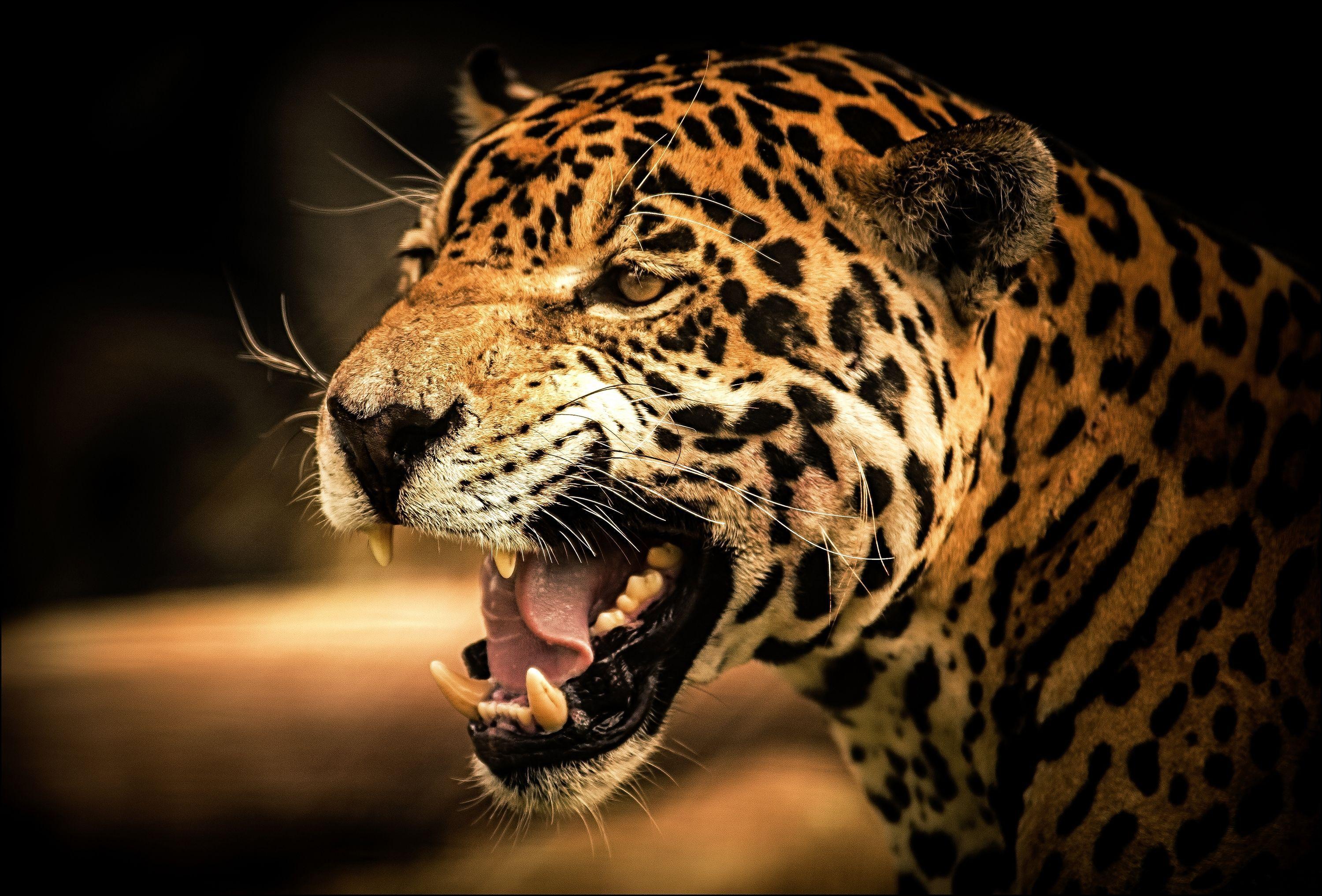 3000x2035 Download Wallpaper Leopard, Face, Teeth, Eyes HD Background