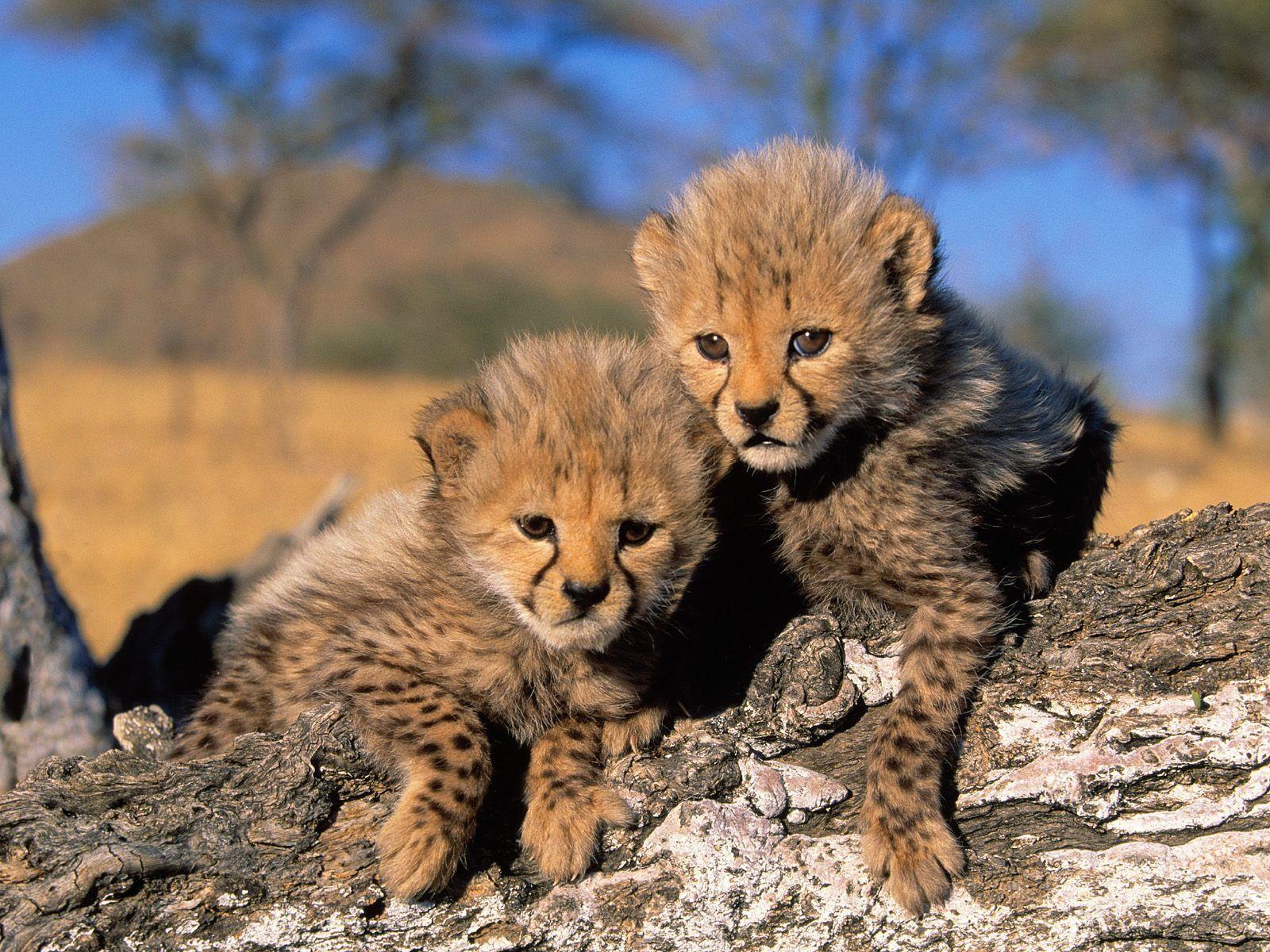 1600x1200 Cheetah Cubs Wallpaper Cheetahs Animals Wallpaper in jpg format