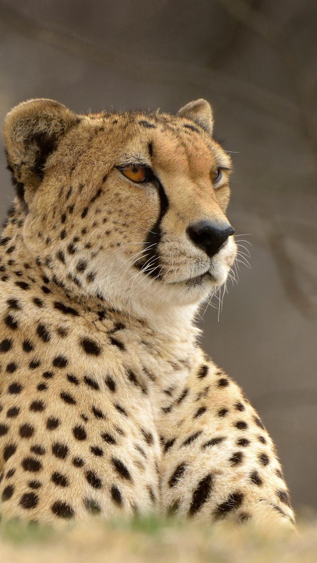 1080x1920 Animal / Cheetah (1080x1920) Mobile Wallpaper. Animals, Animals beautiful, Wild cats