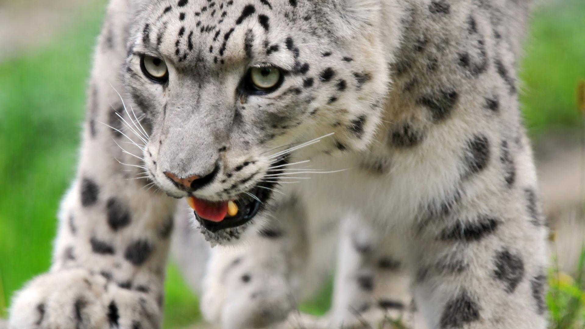1920x1080 Free download Pin White Cheetah Blue Eyes Wallpaper 30939