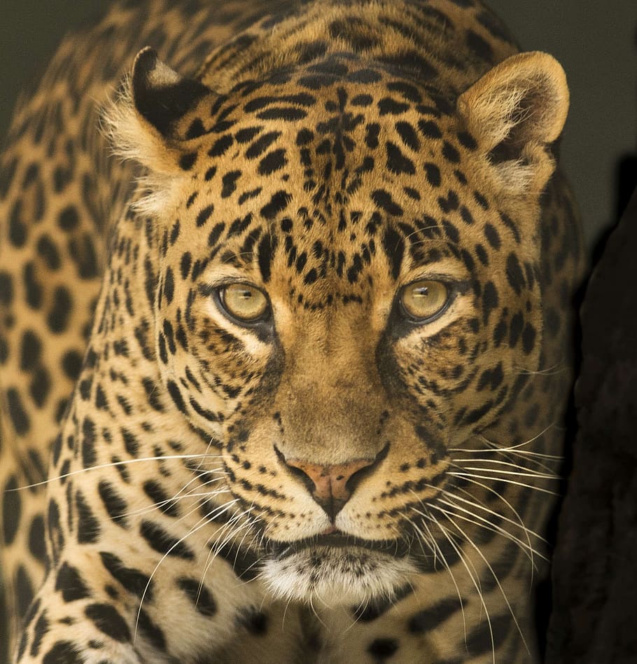 910x948 HD wallpaper: shallow focus photography of cheetah, leopard