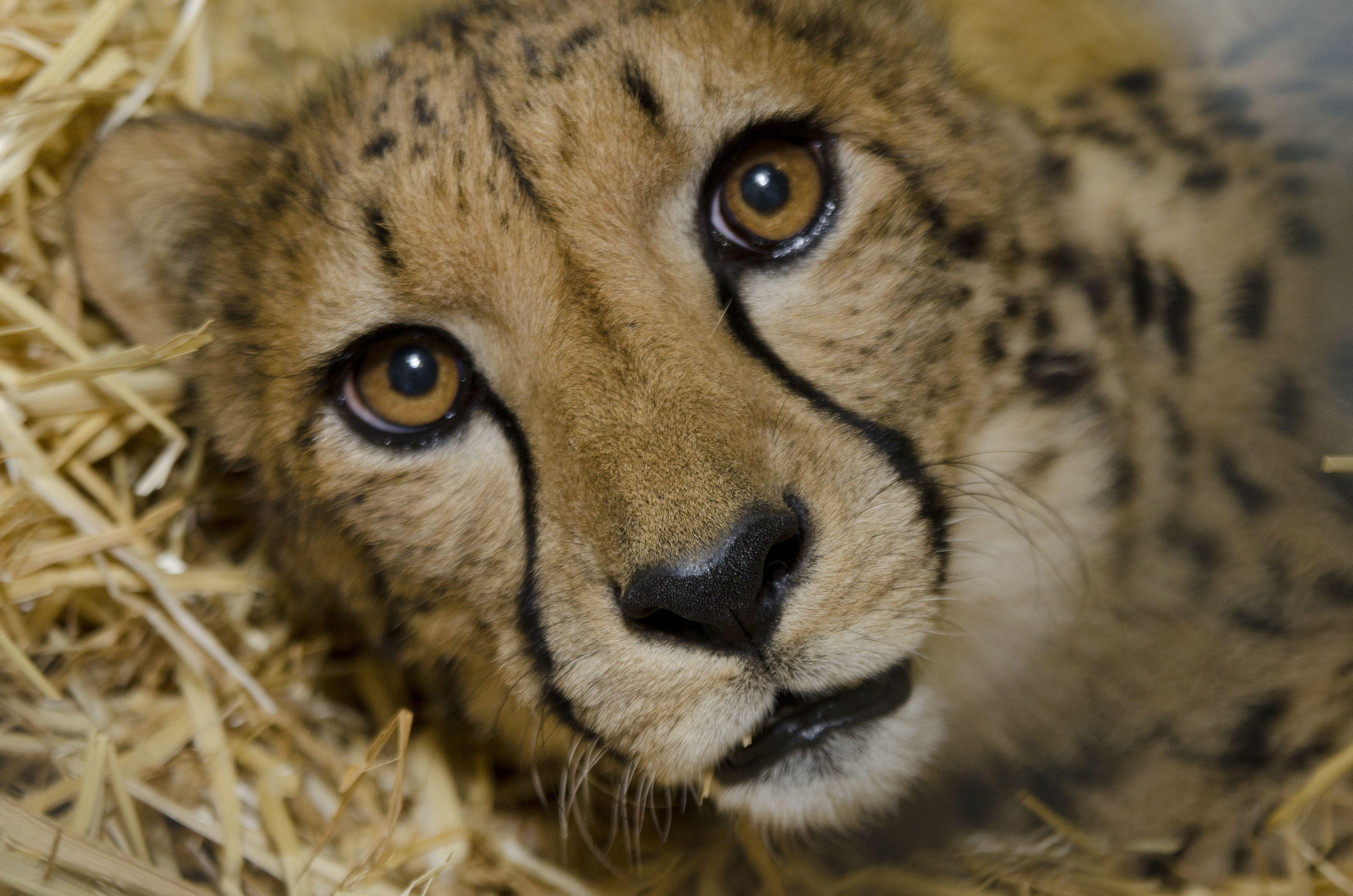 Cheetah Eyes Wallpapers - Top Free Cheetah Eyes Backgrounds ...