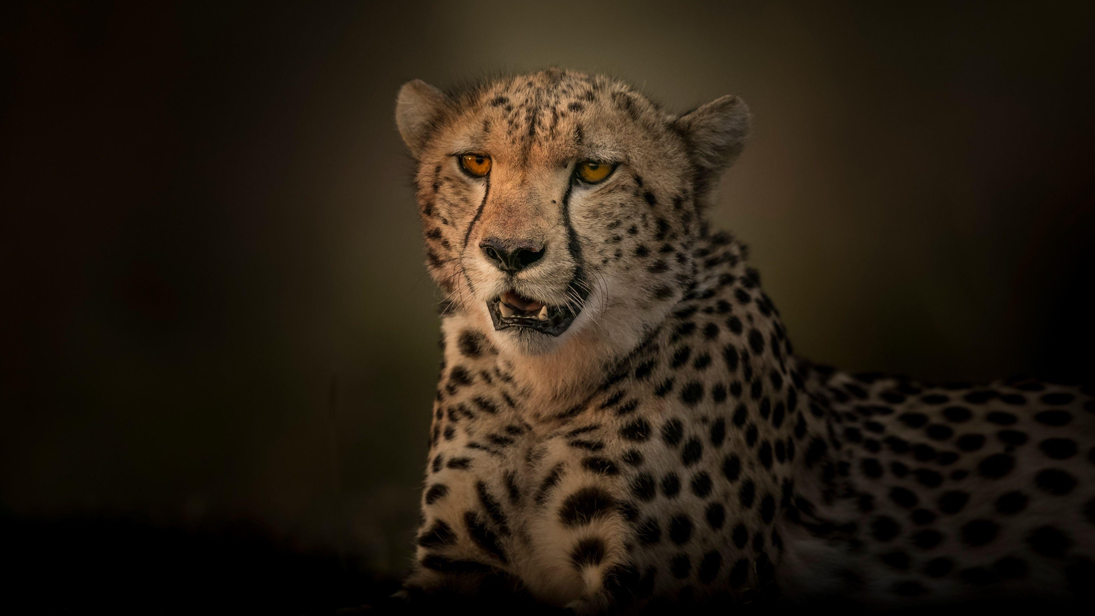 3840x2160 Cheetah, Kẻ săn mồi, Bóng tối 1125x2436 Hình nền iPhone 11 Pro XS X, Nền, Hình ảnh, Hình ảnh