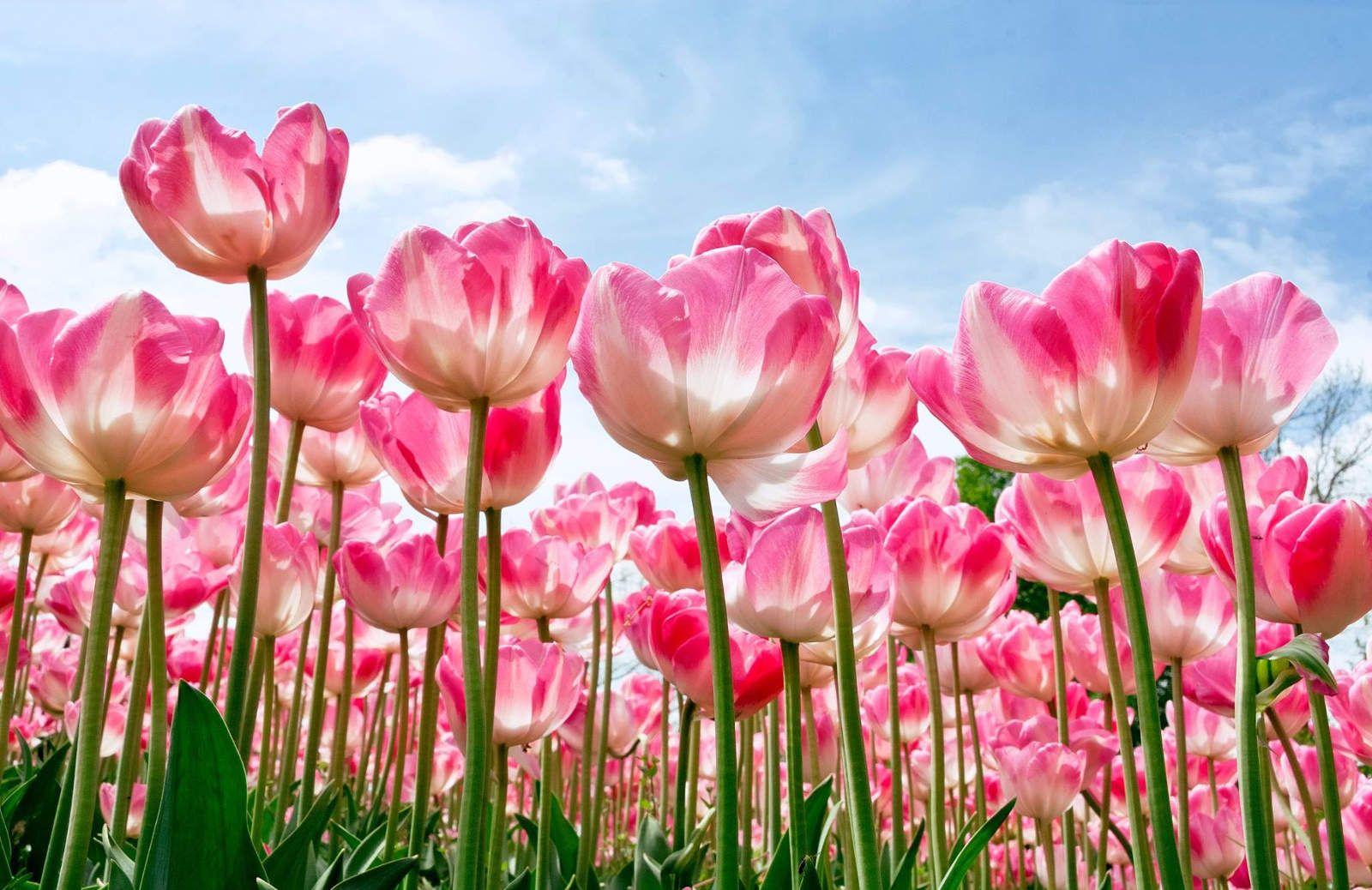 1600x1038 Beautiful Flower Wallpaper for your Desktop Mobile and Tablet