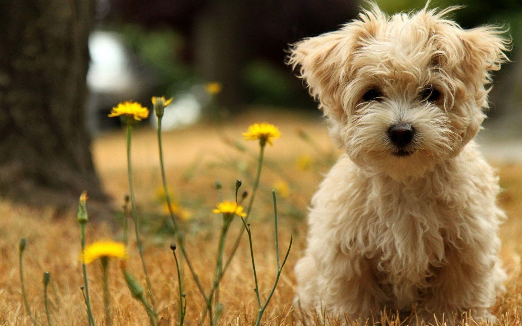 cute hd wallpapers for laptop 1080p