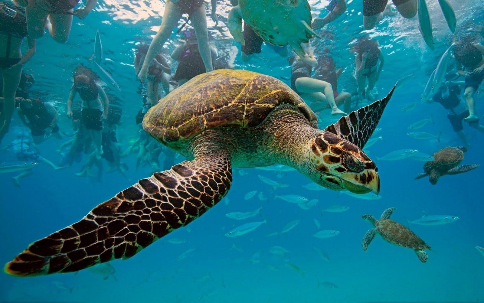 1600x1002 Free download Top Wallpaper Sea Turtles Wallpaper 1600x1002