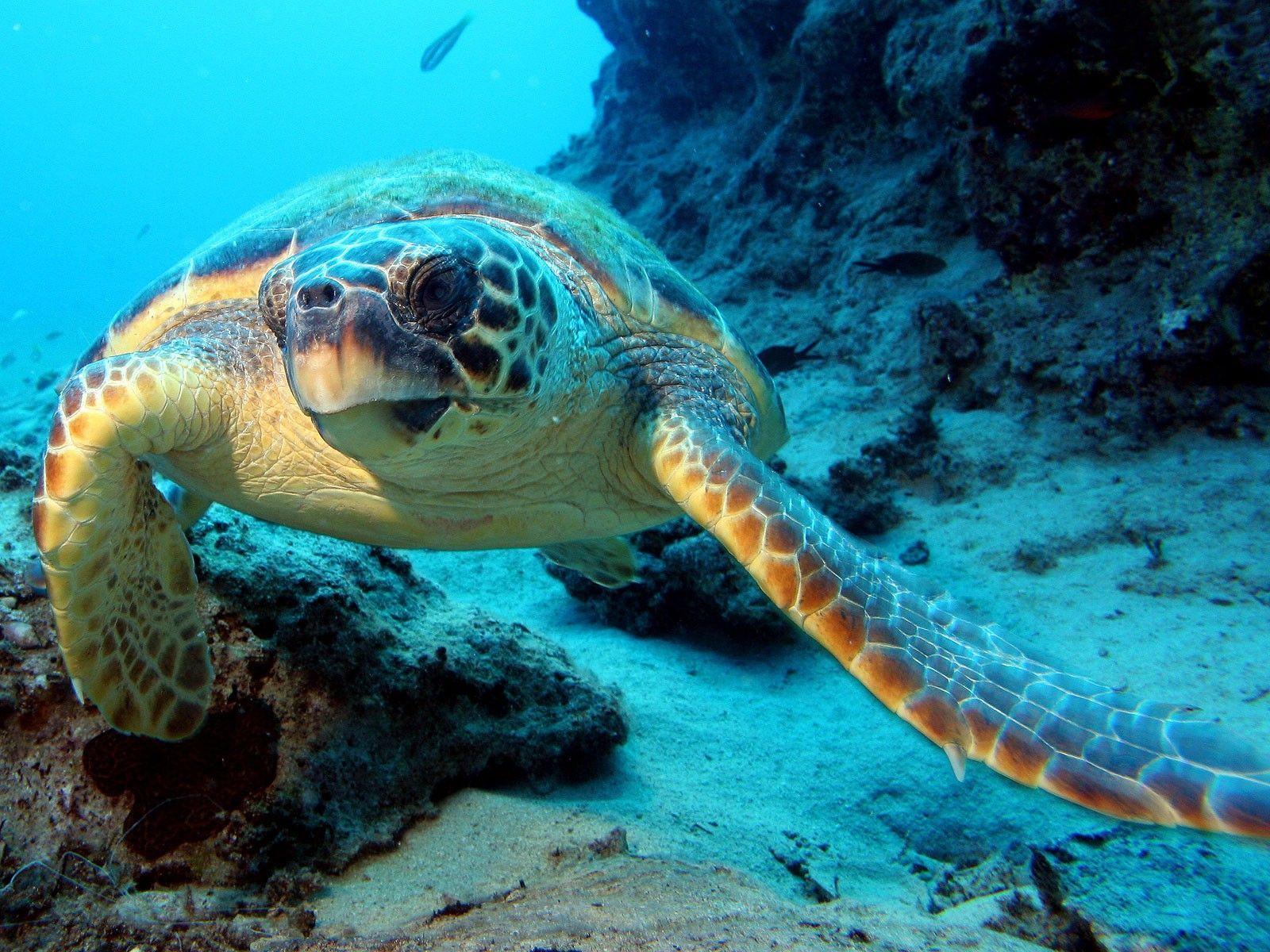 1600x1200 Under Ocean Wallpaper. Sea life wallpaper, Turtle wallpaper, Sea
