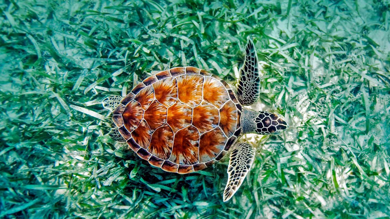 1366x768 Bing Wallpaper Archive Sea Turtle Wallpaper